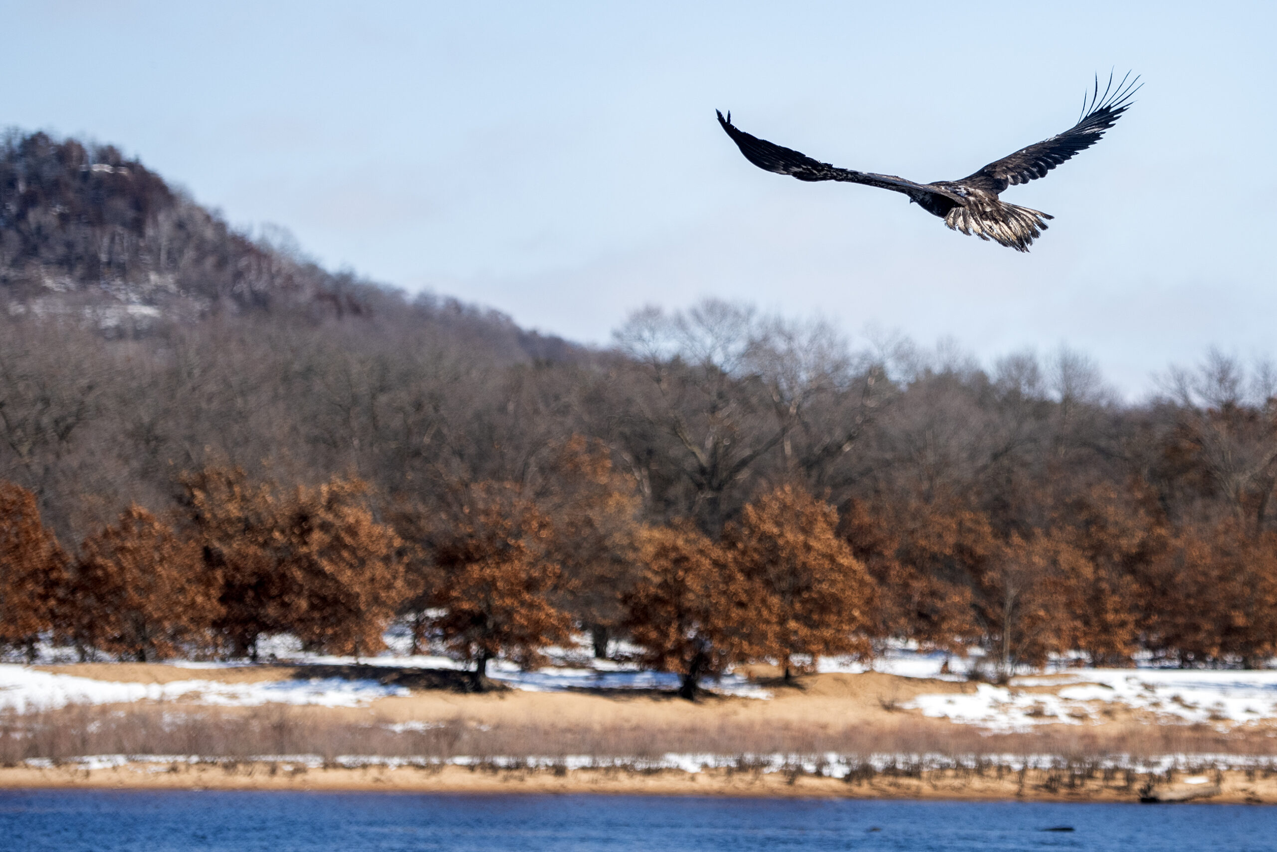 An eagle soars through the air. A hill and snowy landscape near a river can be seen in the distance.