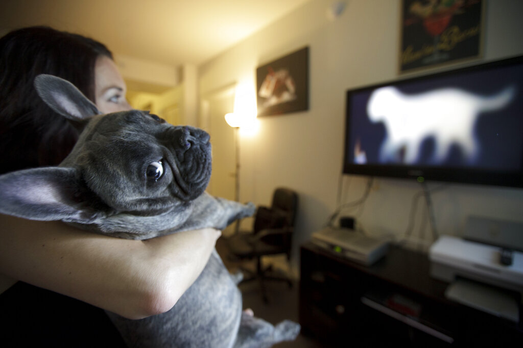 Dogs like to watch dogs on TV, new study by UW researcher finds