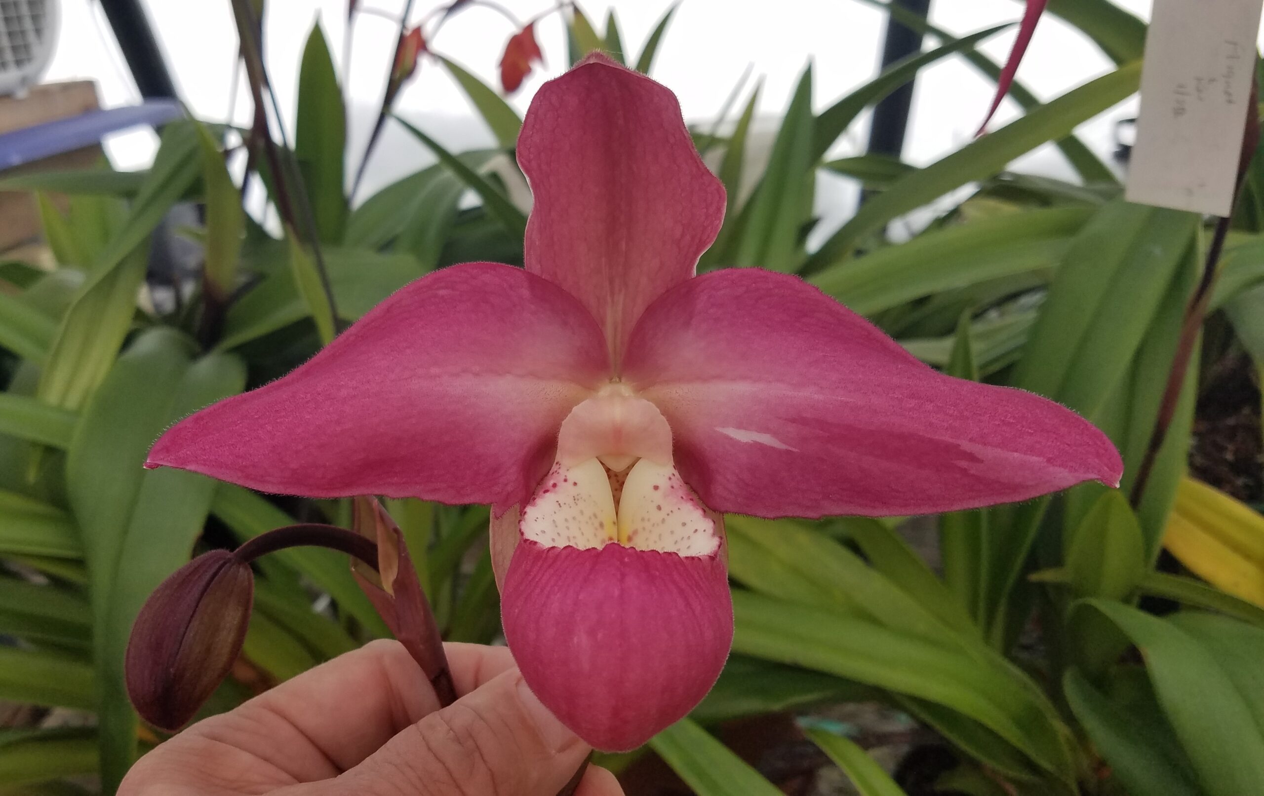 Choosing the best orchid for you