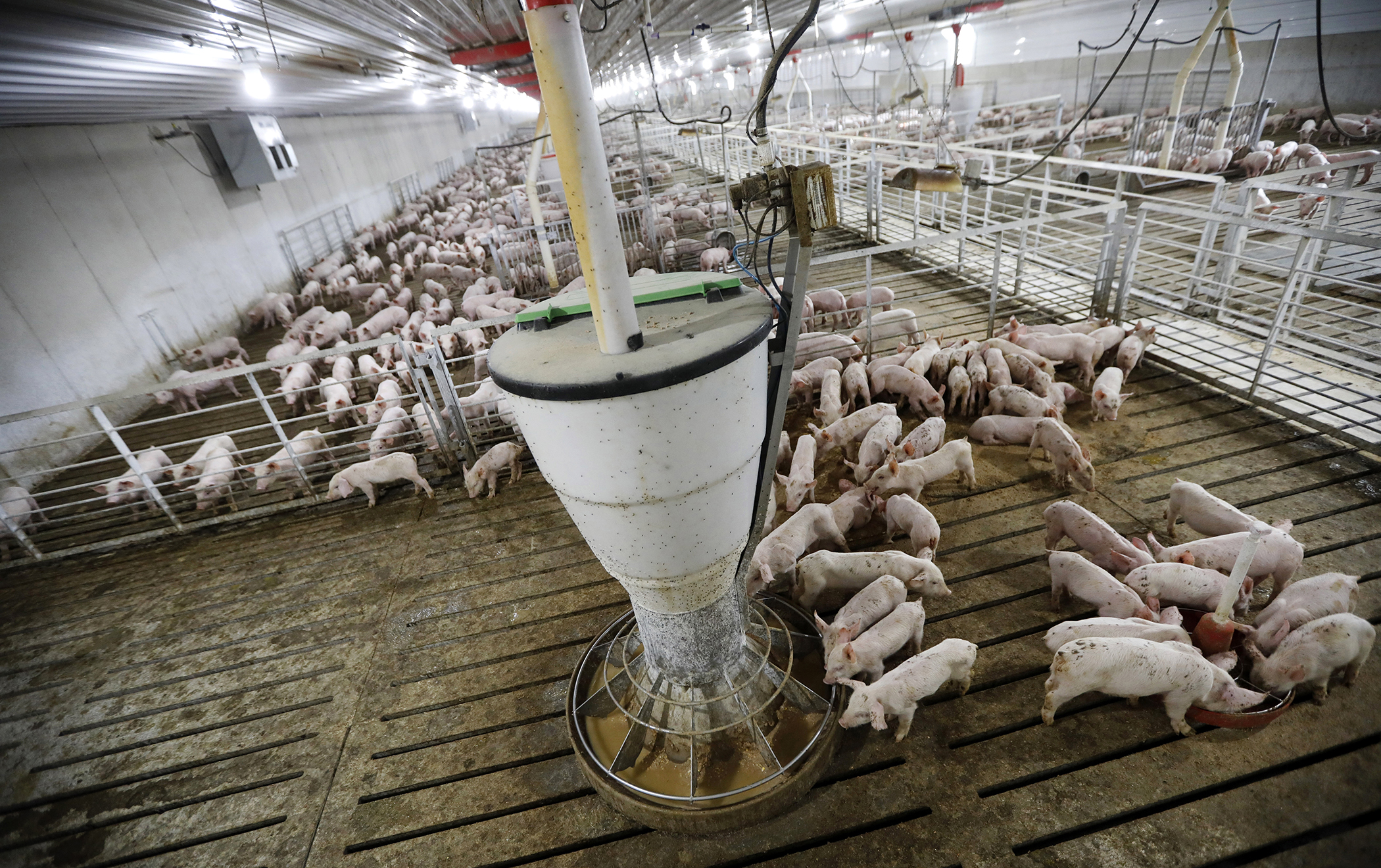 Hogs feed in a pen in a concentrated animal feeding operation