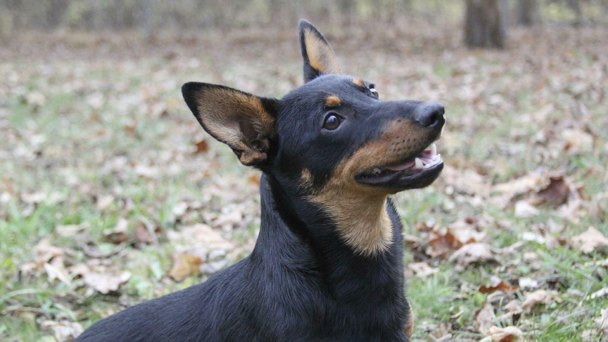 The Lancashire heeler, gritty and smart, is the latest American Kennel Club breed