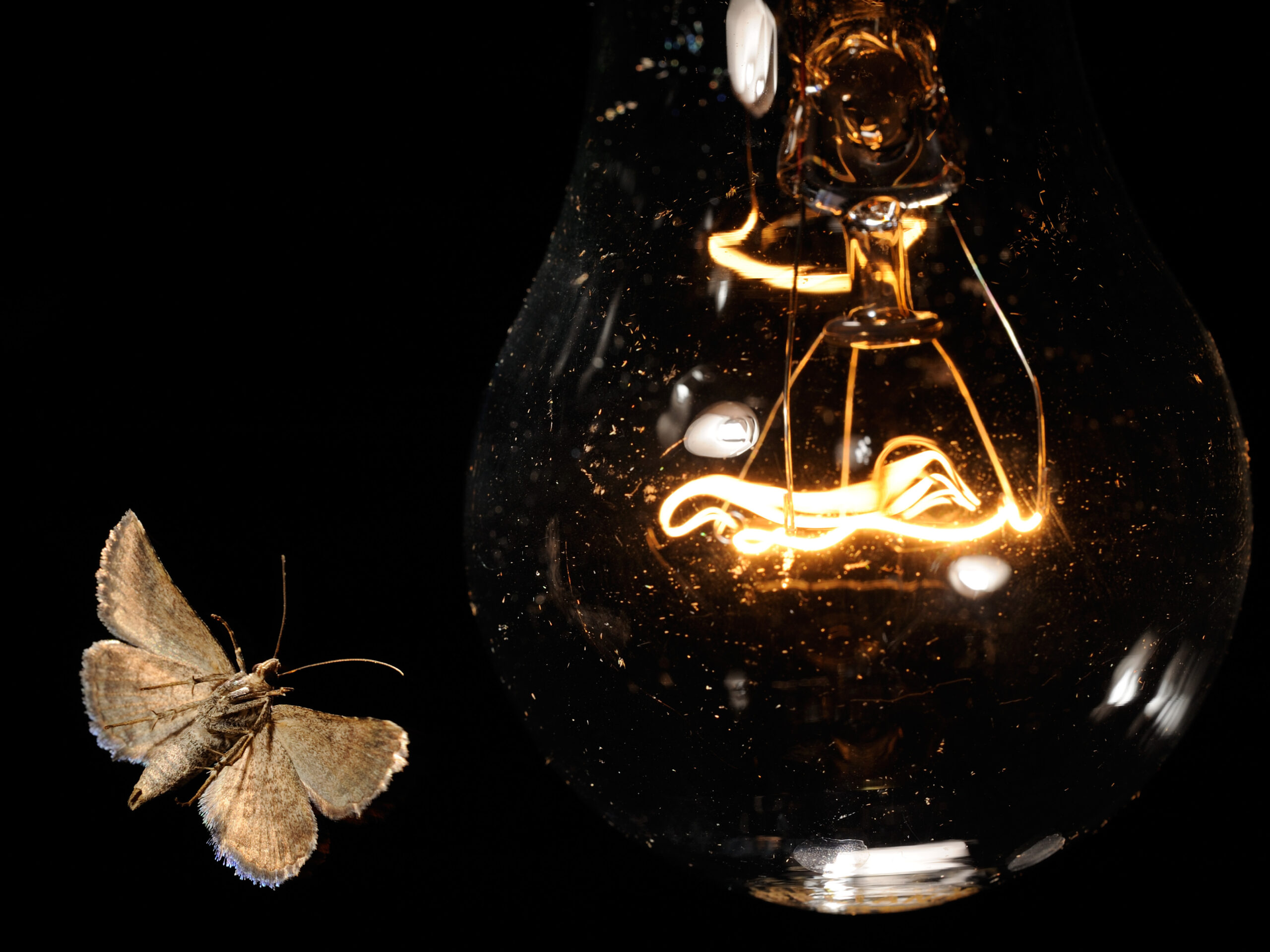 ‘Like moths to a flame’? Here’s what’s going on with insects and porch lights