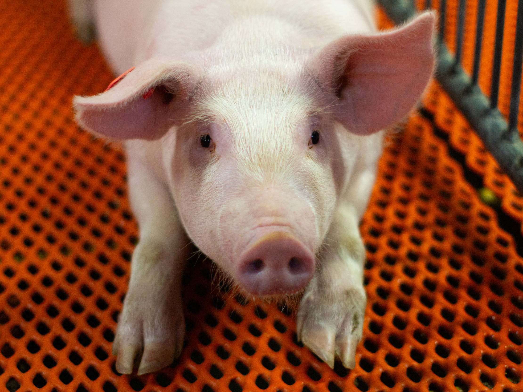 How genetically modified pigs could end the shortage of organs for transplants
