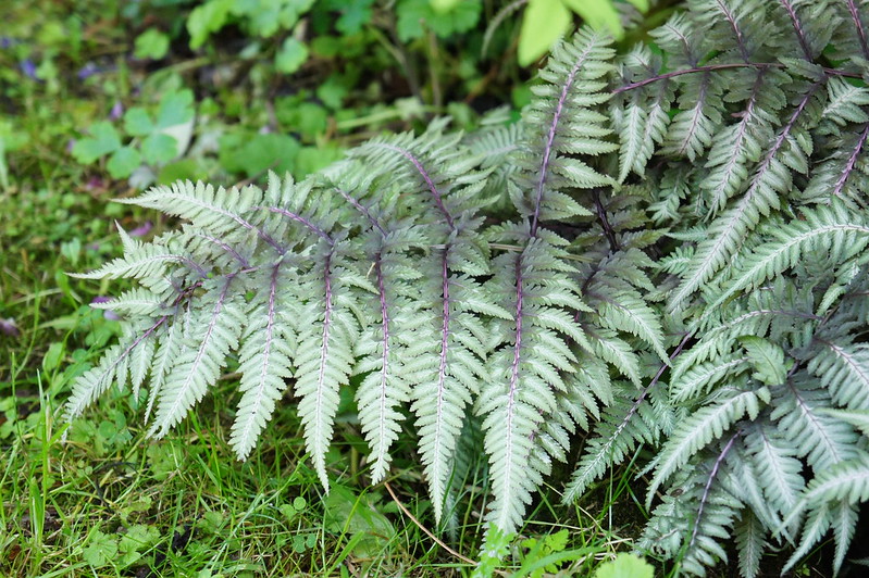 japanese painted fern