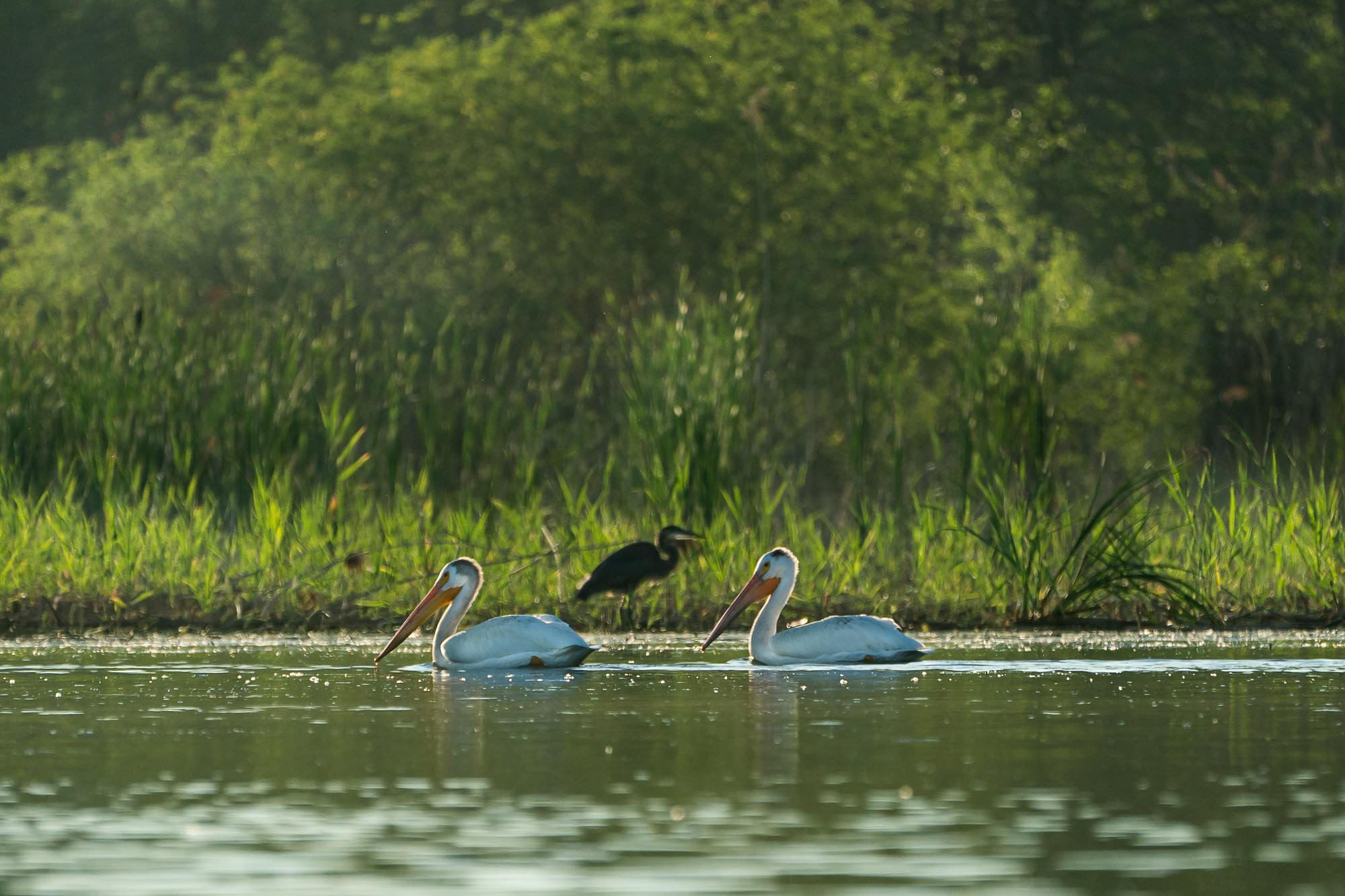 pelicans, Green Bay