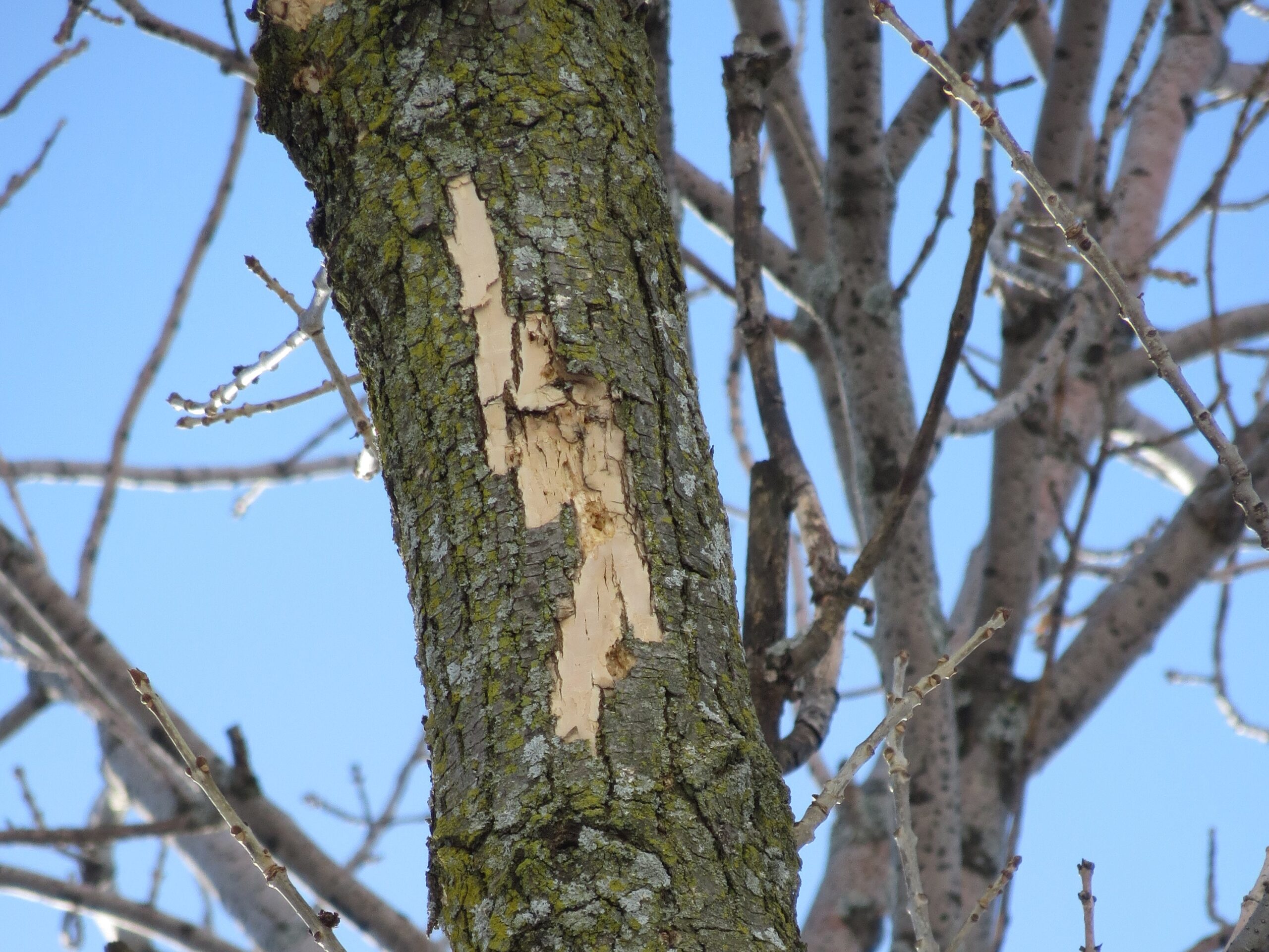 Light flecking caused by woodpeckers in West Allis, WI. 