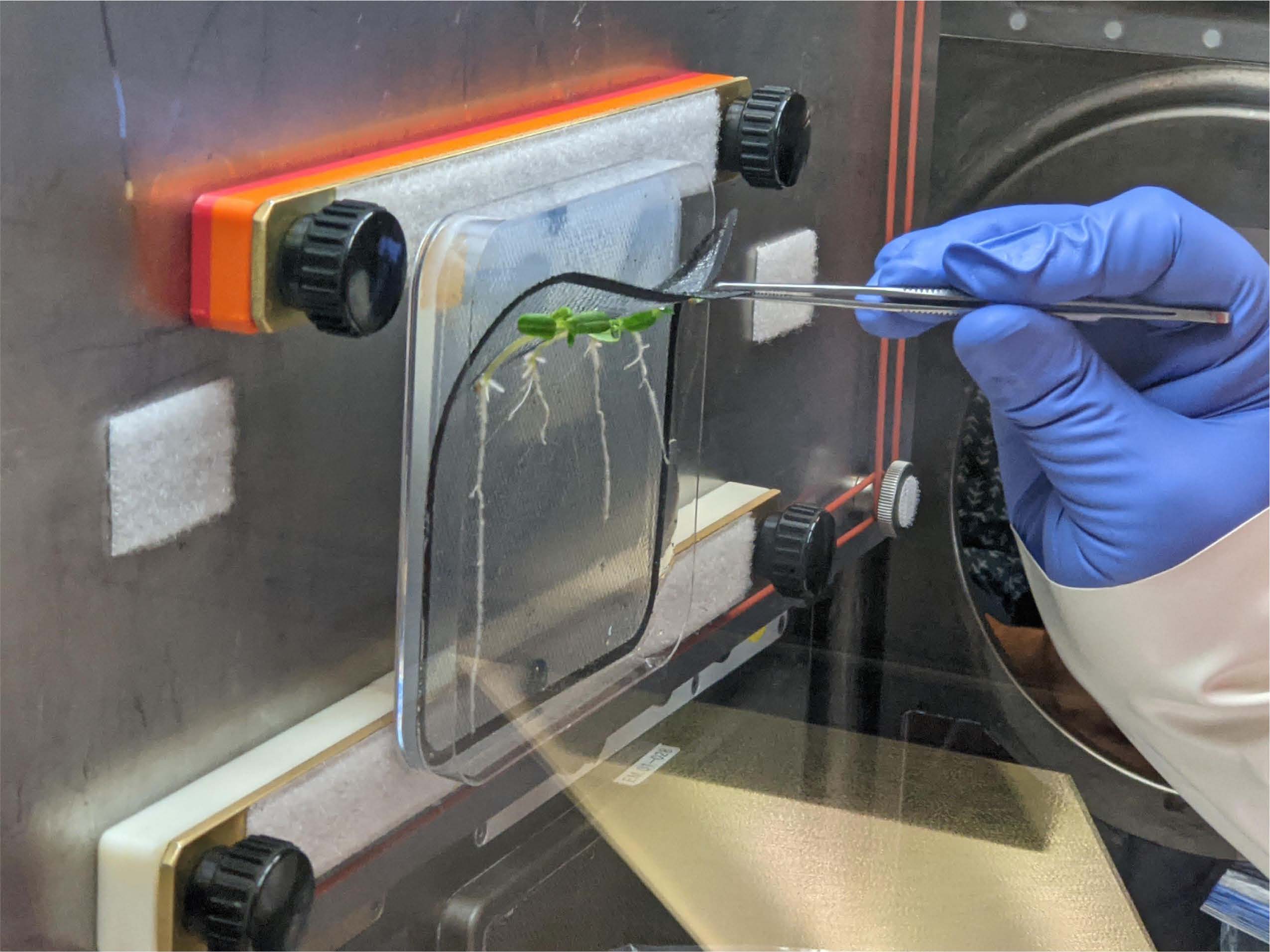 A researcher studies plants in the Life Science Glove Box.