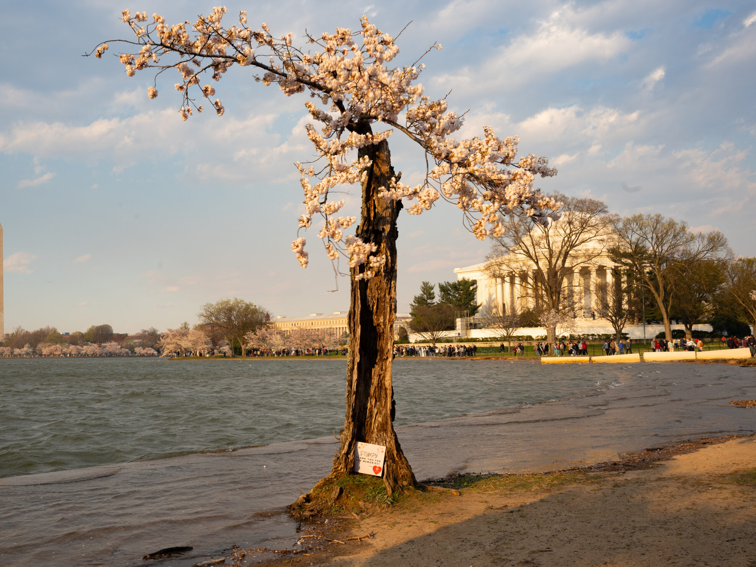 Photos: See D.C.’s cherry blossoms in peak bloom, bid farewell to ‘Stumpy’