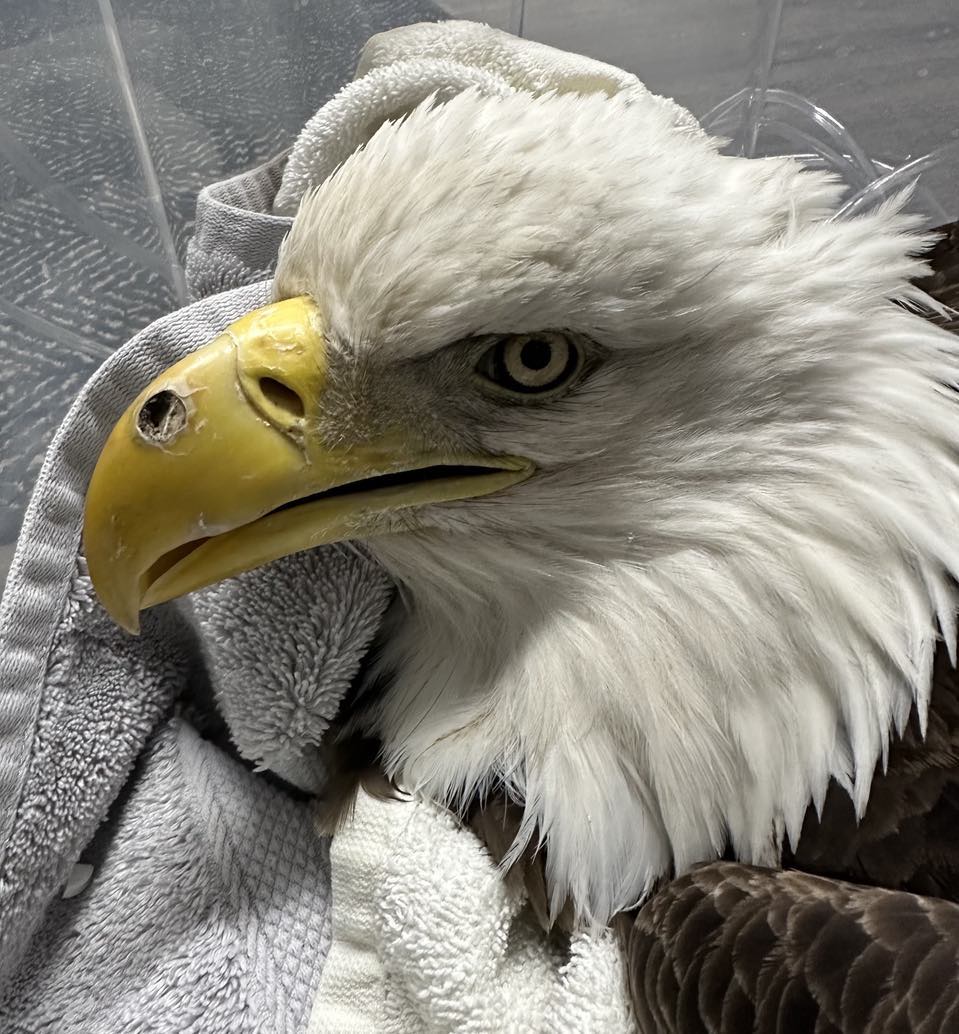 Bald eagle dies after being illegally shot in Dane County