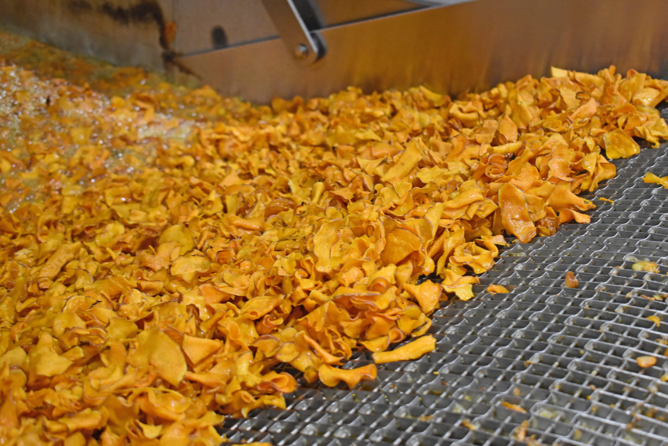 a sea of sweet potato chips come out of a frier