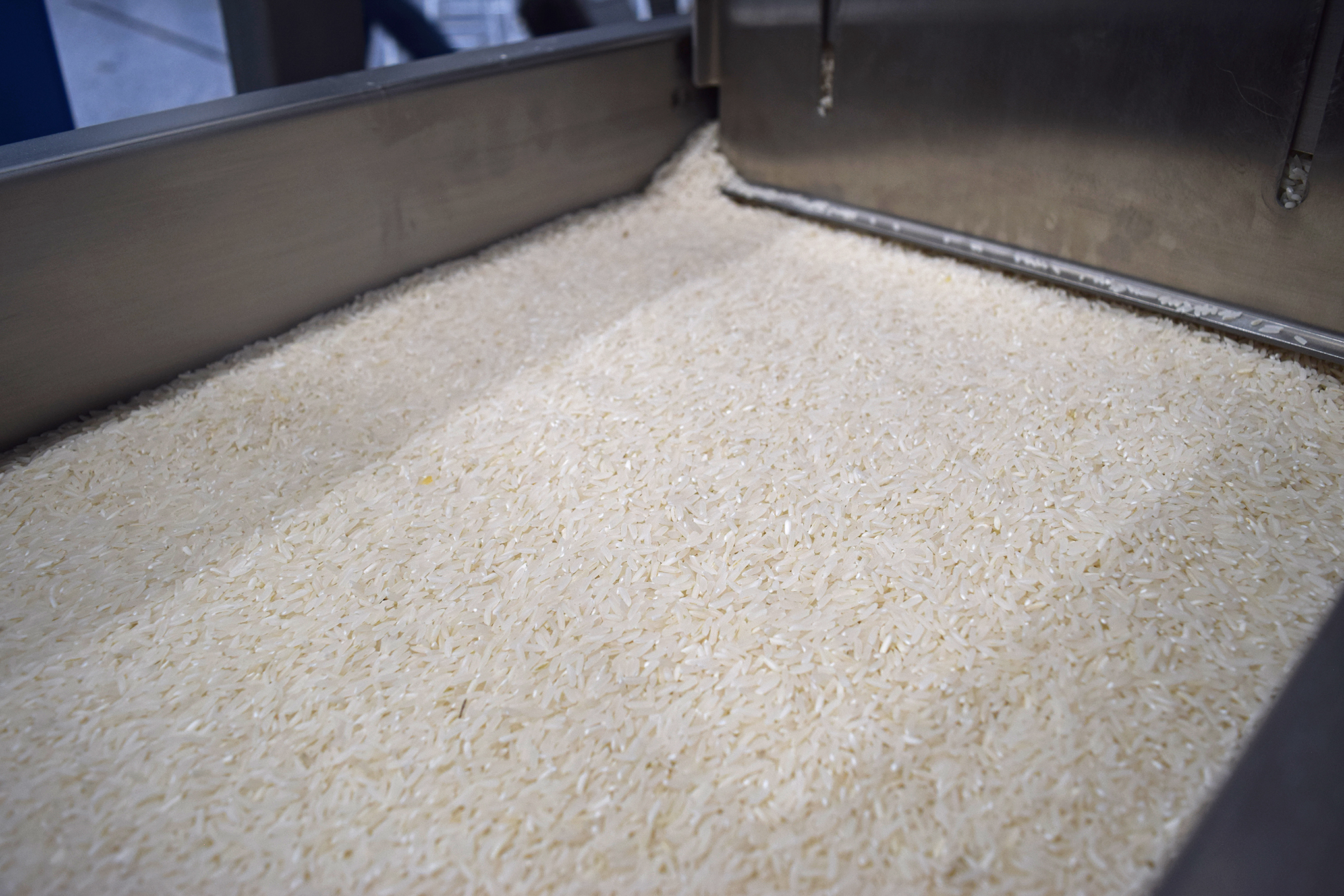 New "climate-friendly" rice moves through processing equipment.