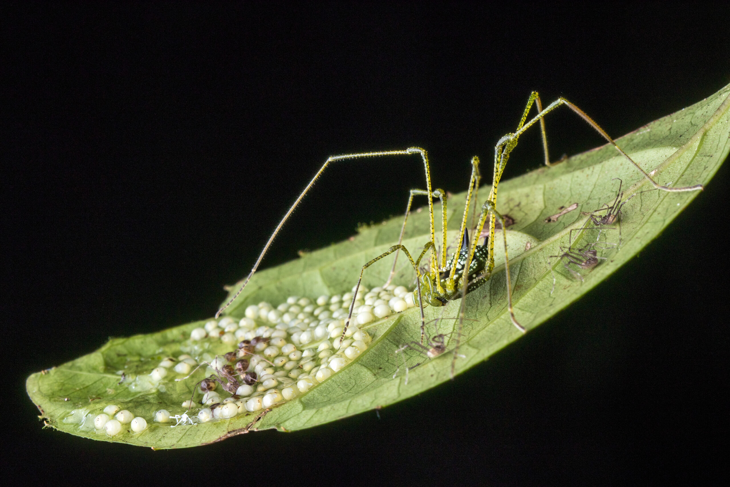 Surprise! Wisconsin scientists discover more eyes on daddy longlegs