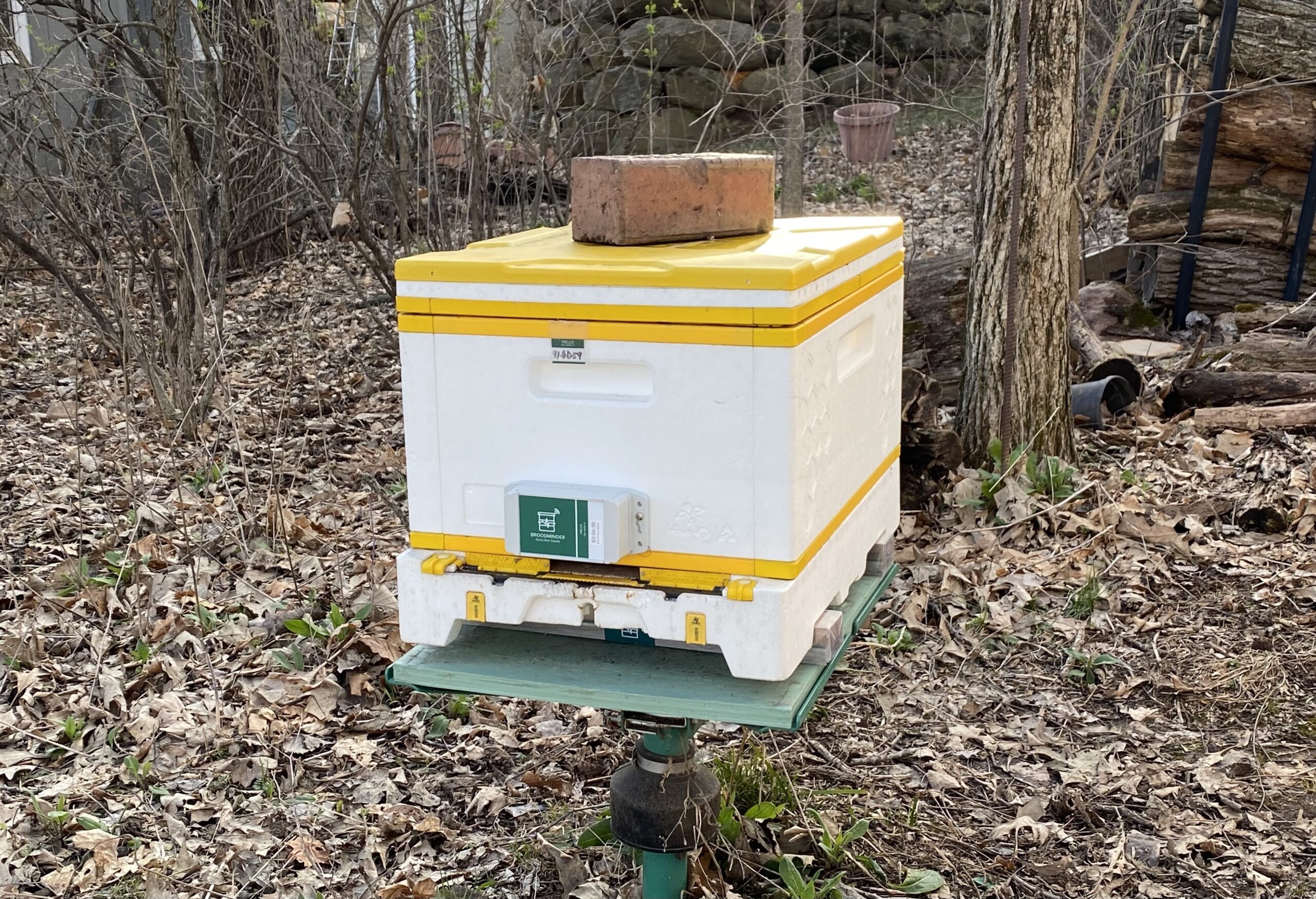 A white and yellow bee hive with rectangular green monitor sits among dead leaves and bare branches.