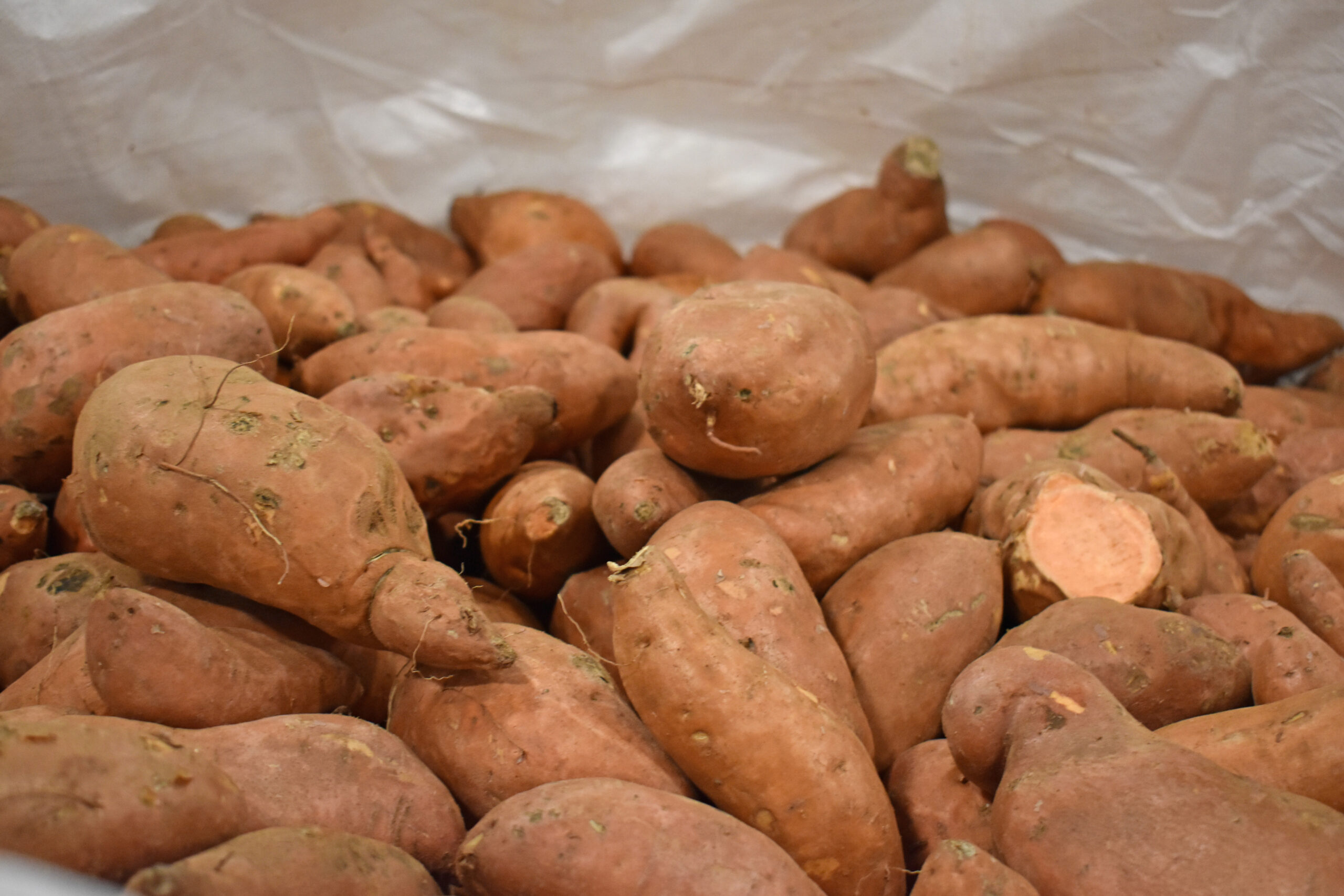 Lots of Sweet Potatoes 