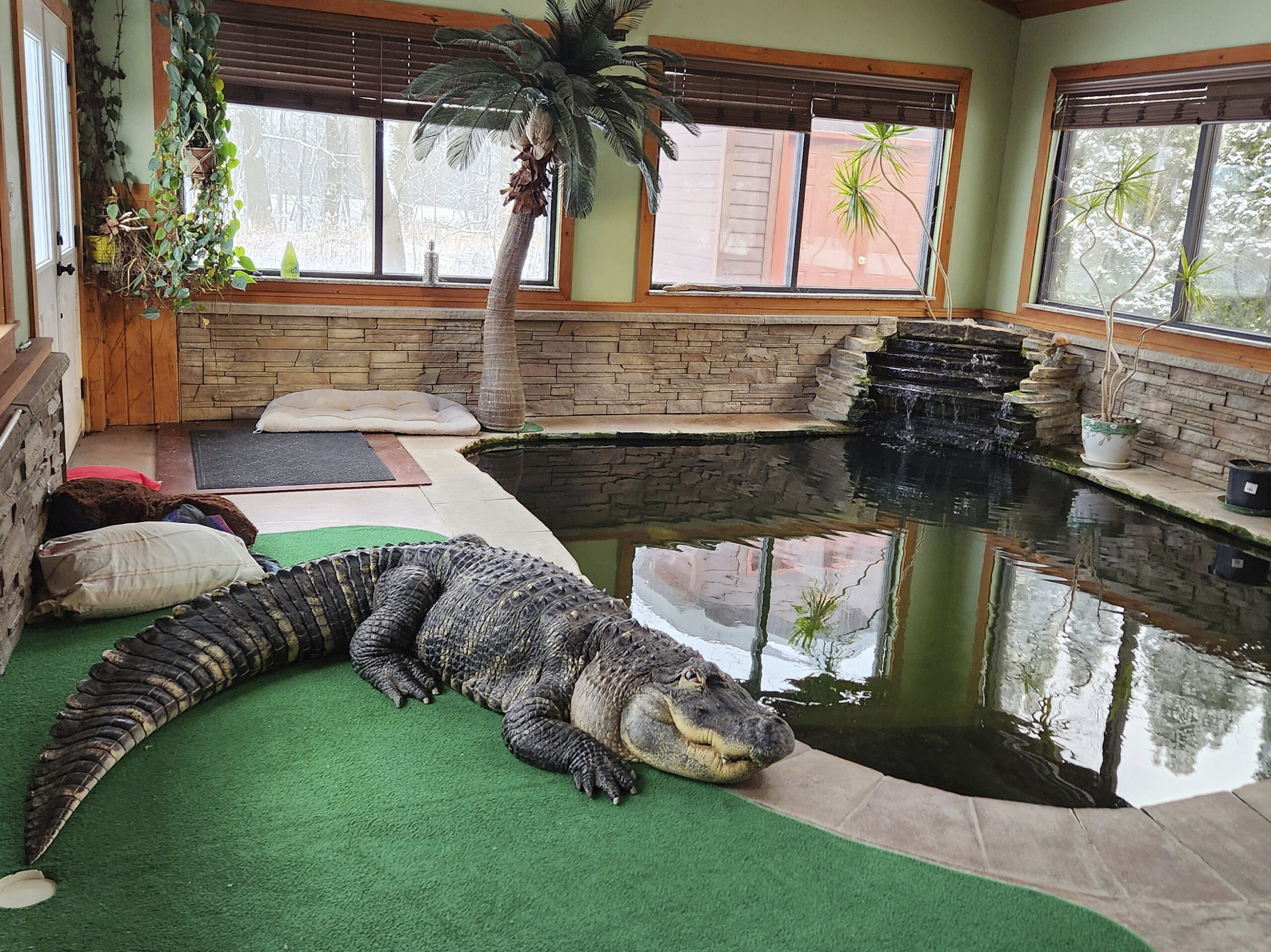 A New York man’s pet alligator was seized after 30 years. Now, he wants Albert back