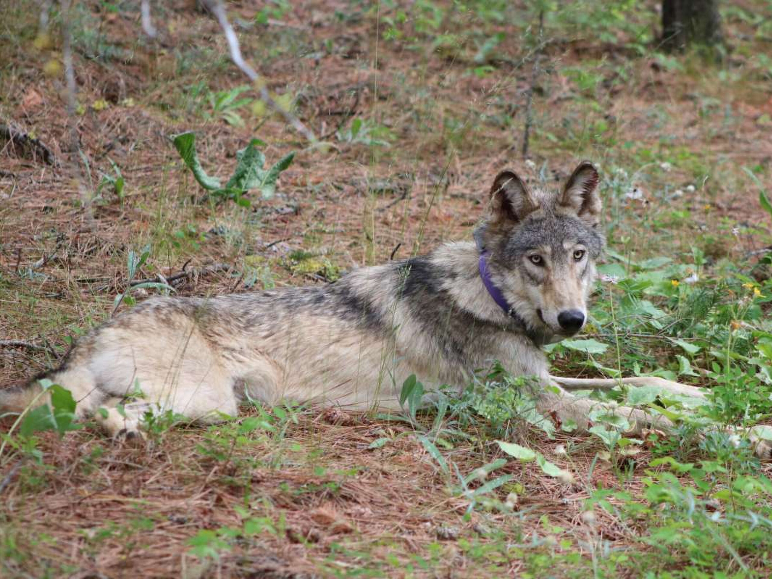 This February 2021 photo released by the California Department of Fish and Wildlife shows a protected gray wolf near Yosemite, Calif.