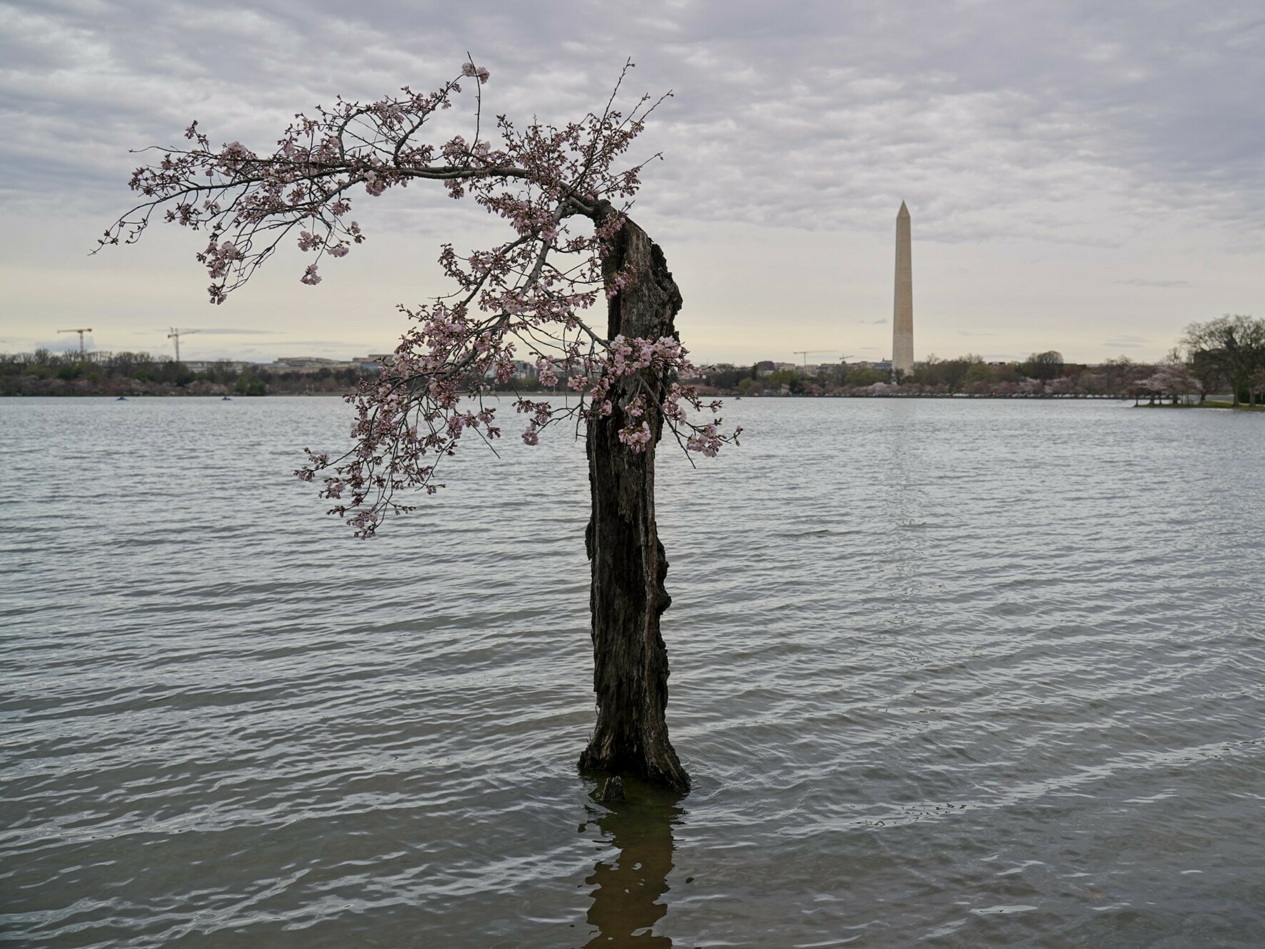 So long, Stumpy. More than 150 of D.C.’s cherry trees have to go as water rises