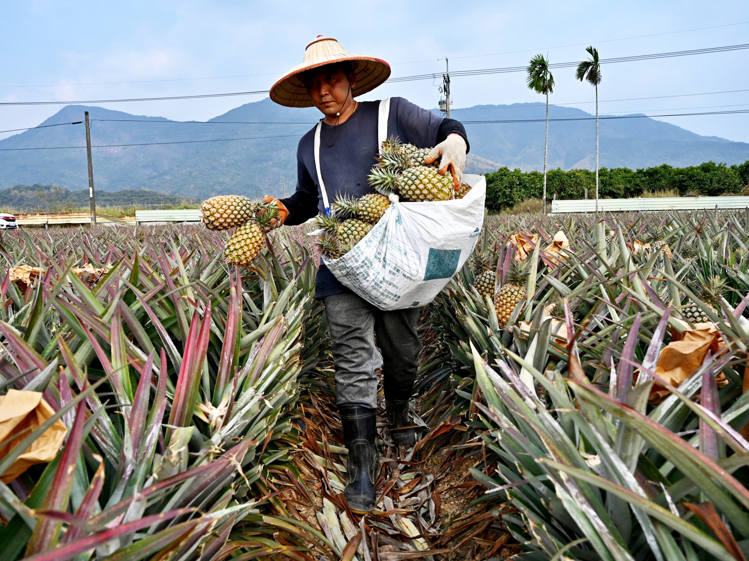 The latest thorn in Taiwan-China tensions: pineapples