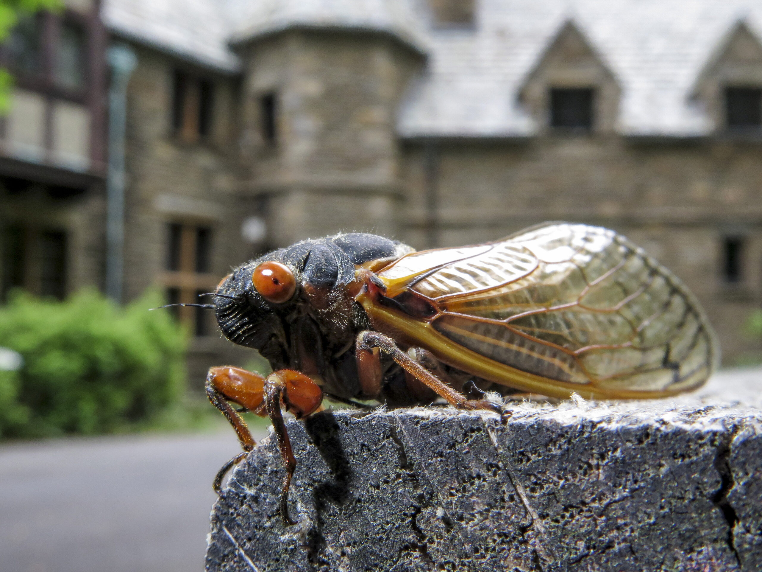 Scientists studied how cicadas pee. Their insights could shed light on fluid dynamics