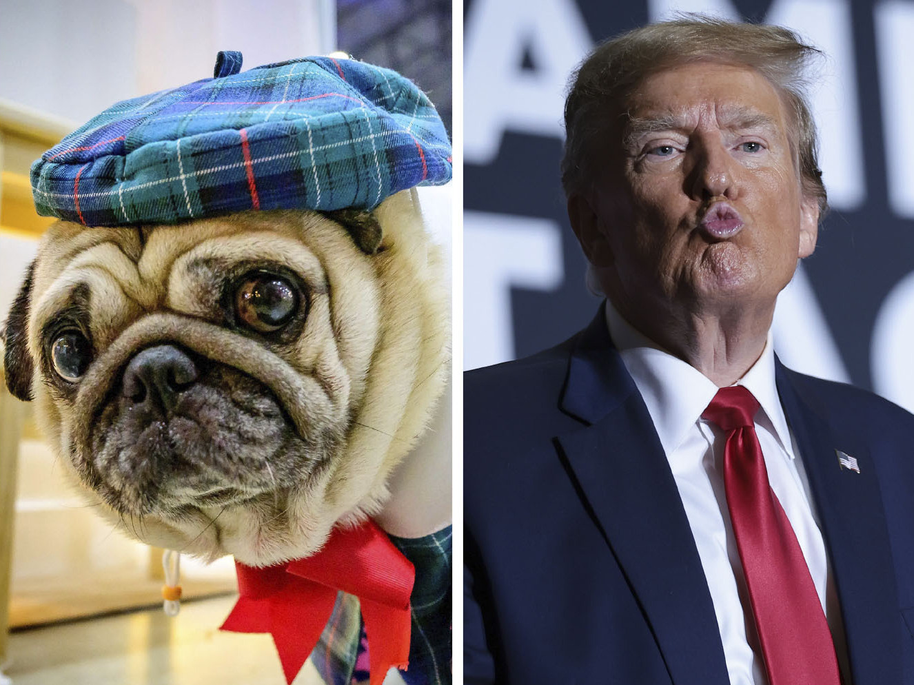 A comedian, a pug and a politician walk into the quiz. Do you know the punchline?