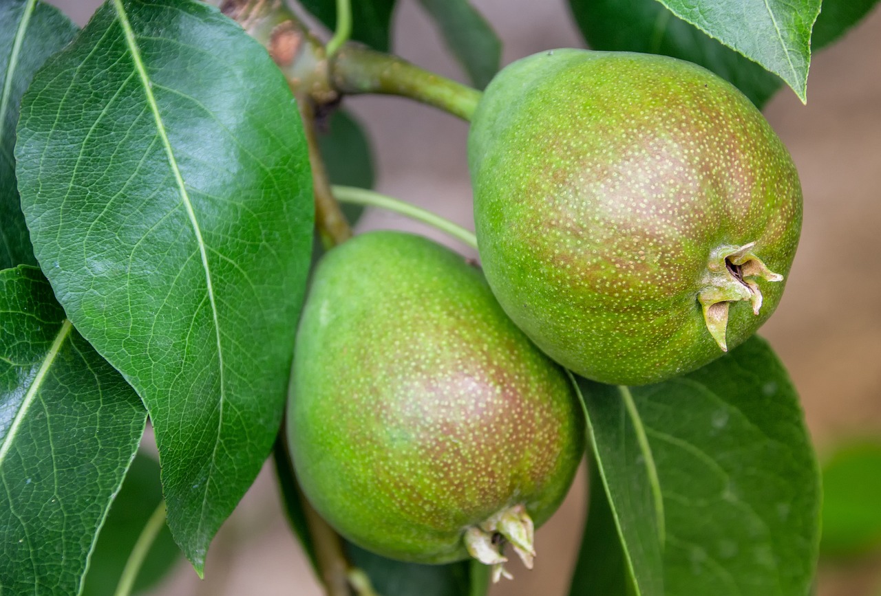 Pears on the tree.