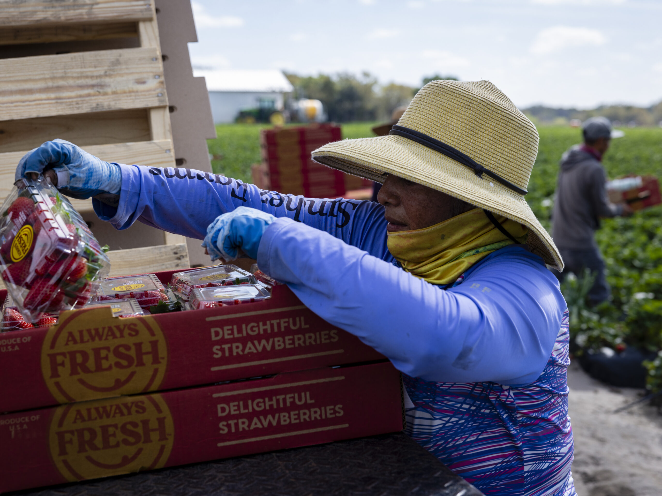Carolina reviews the strawberry pints picked by farmworkers in a Sanchez Farm field in Plant City, Florida, U.S., February 28, 2024.