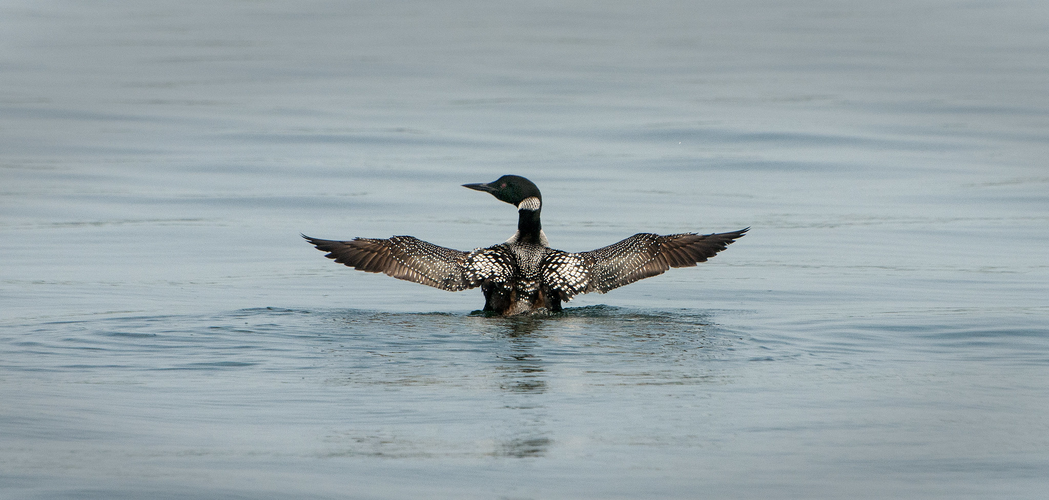 A loon stretches its wings on Grindstone Lake near Hayward in the Northwoods of Wisconsin in 2014. Tom Kelly (CC BY-NC-ND)