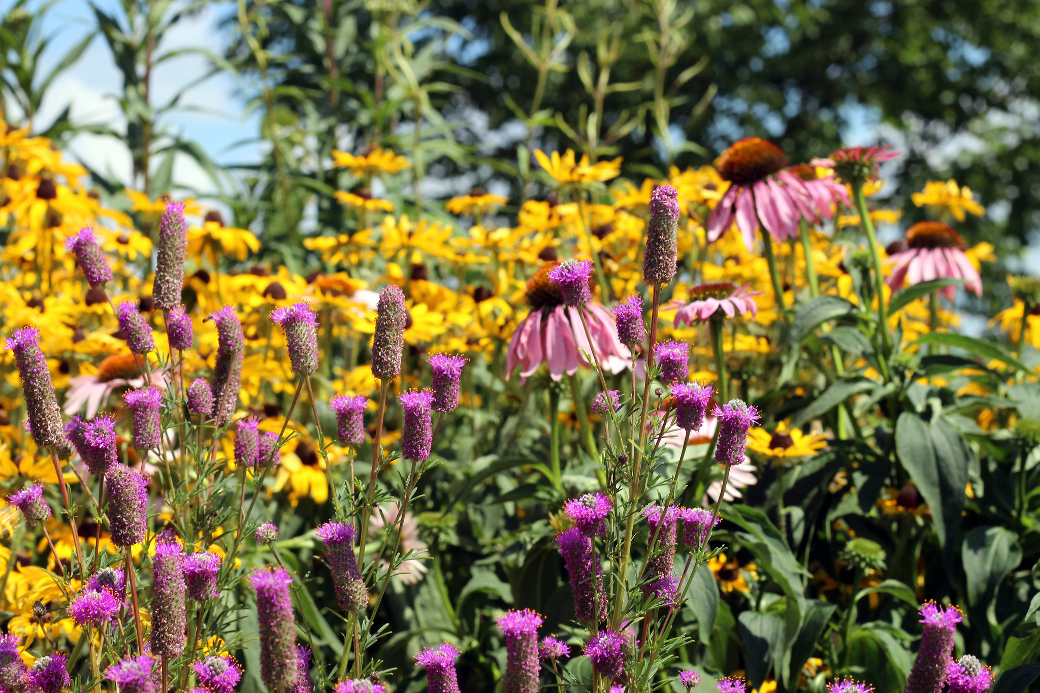 Pollinator Garden featuring purple prairie clover, purple coneflower, yellow coneflower and more.