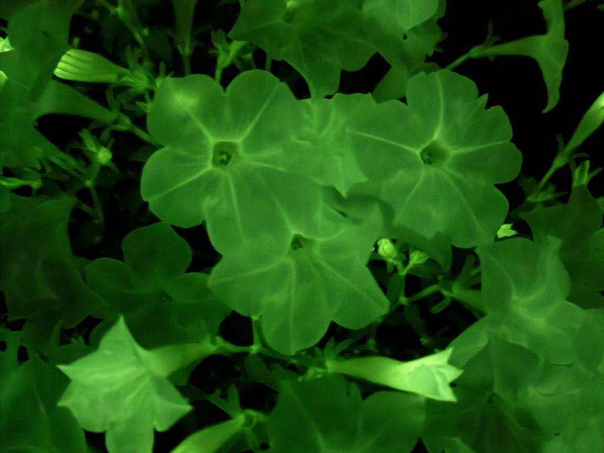 Watch your garden glow with new genetically modified bioluminescent petunias
