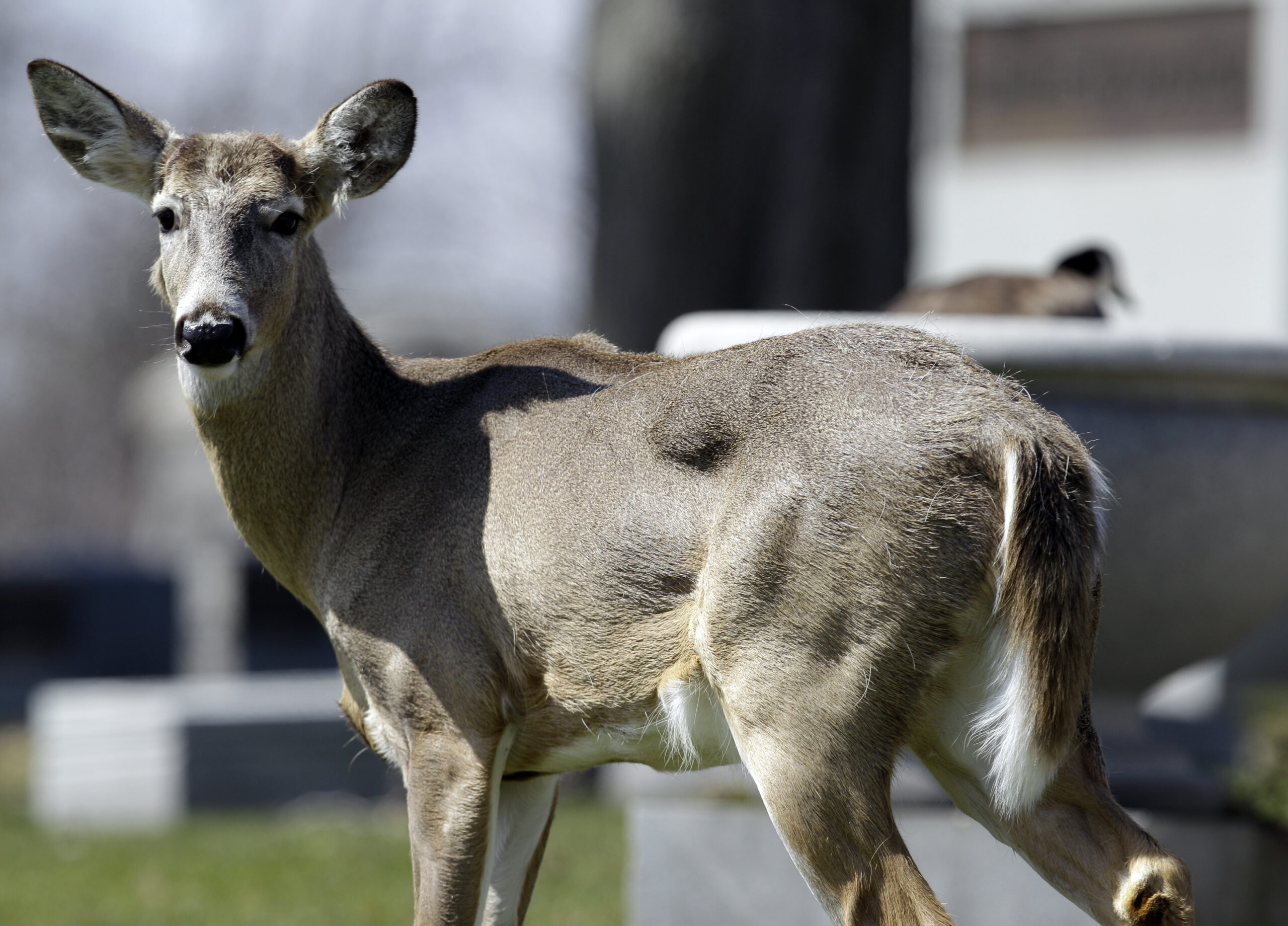 After northern hunters bag fewer deer, some seek closer look at herd management