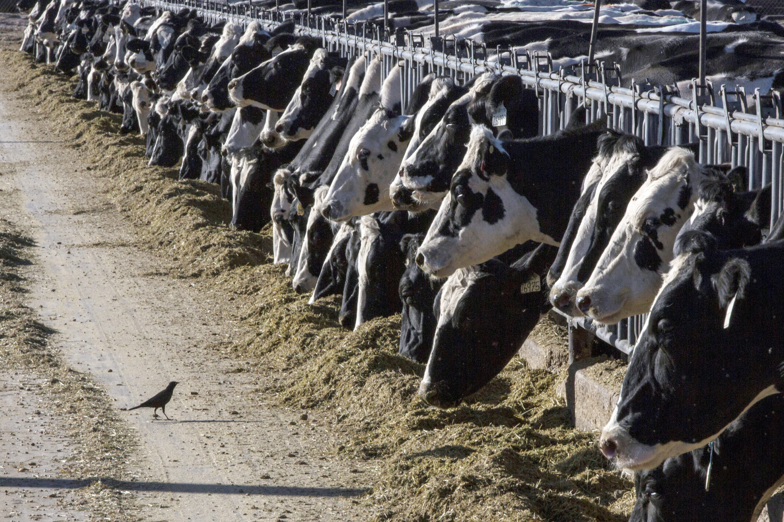 USDA requiring avian flu testing in some dairy cows