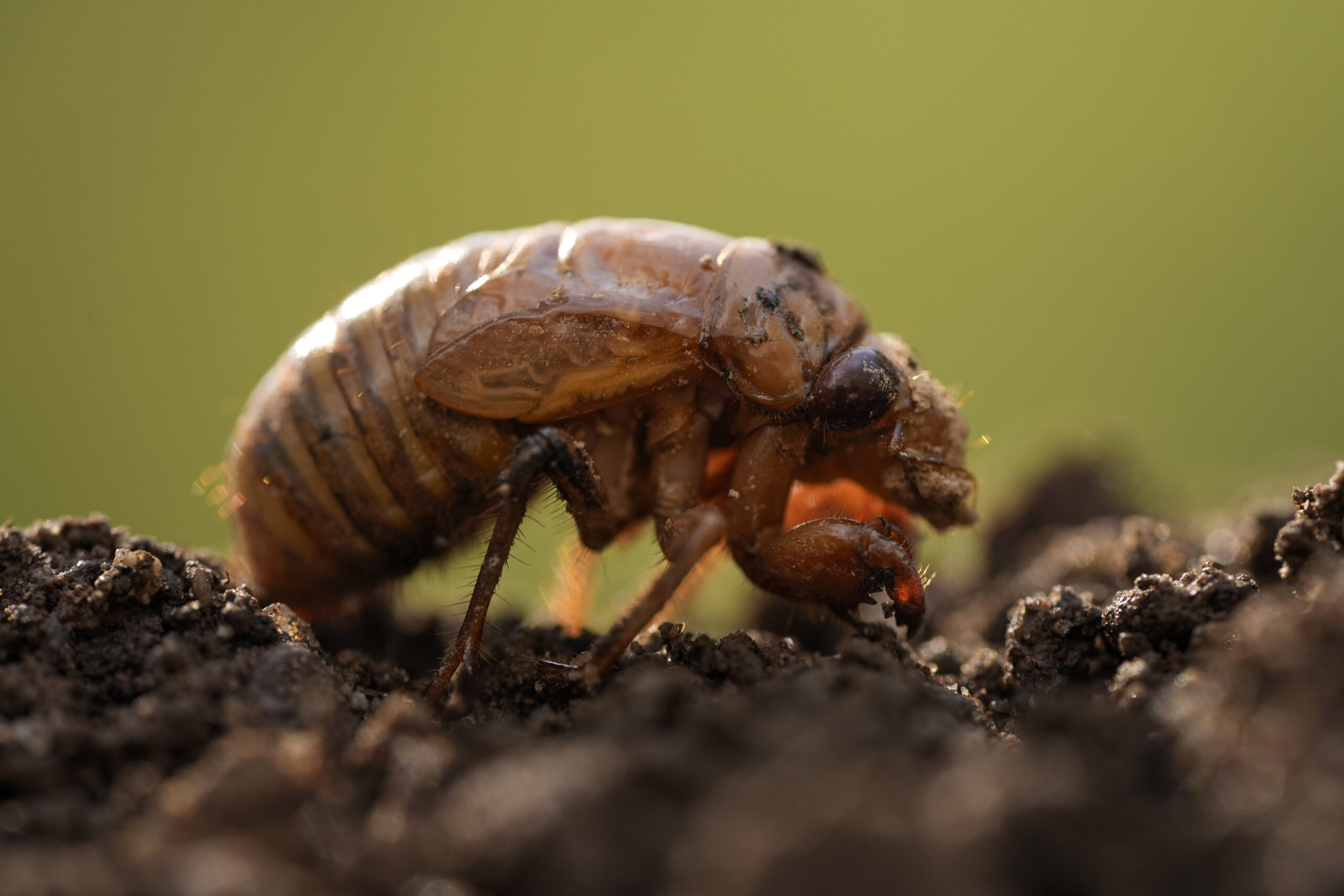 This year, Wisconsin will see convergence of cicada species that happens every 2 centuries