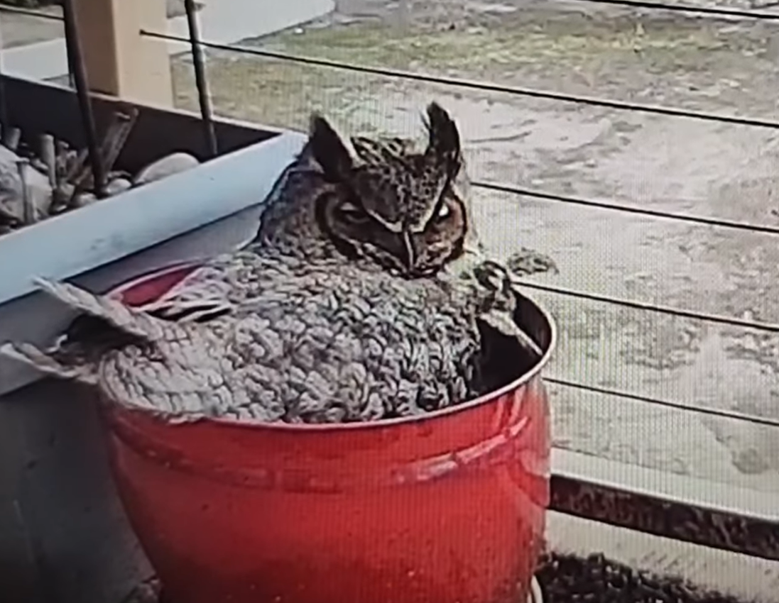 The Potted Owl is waiting for her eggs to hatch
