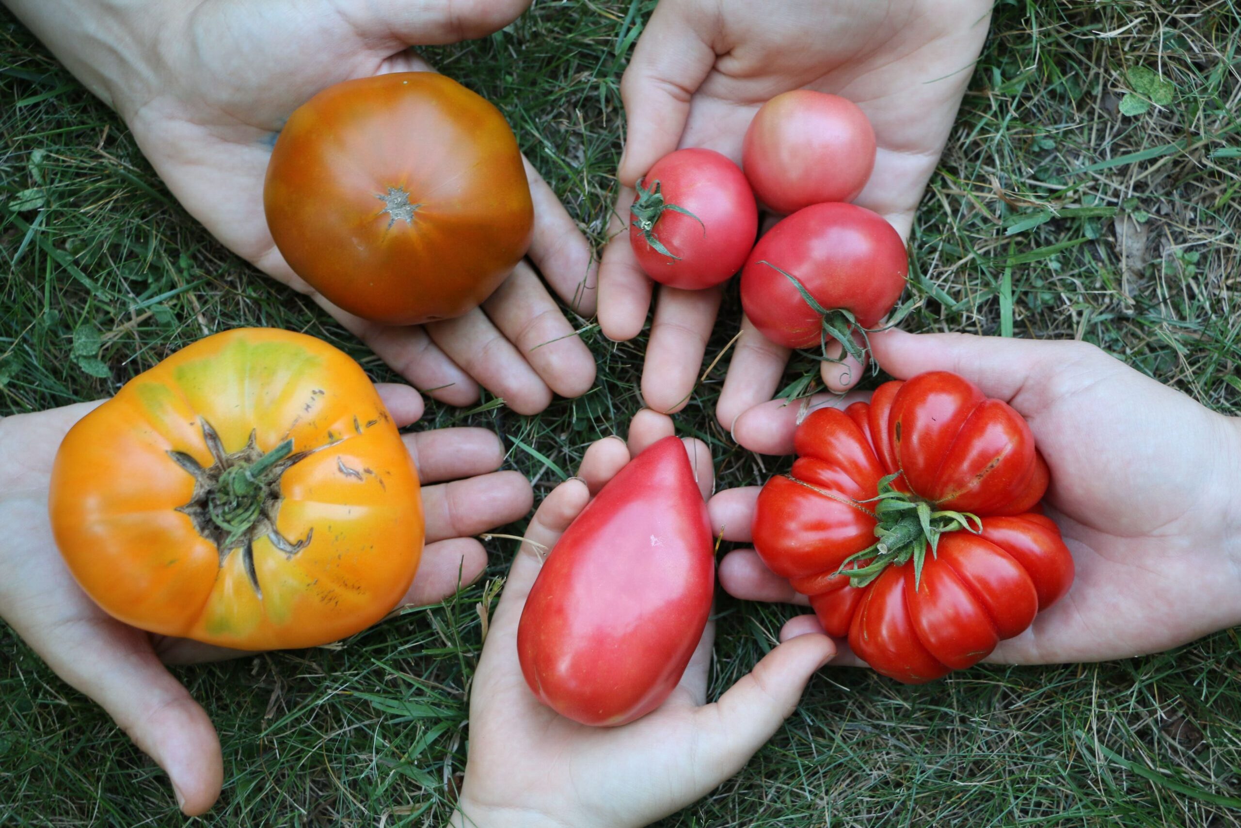 Saving your garden seeds and building a community in the process