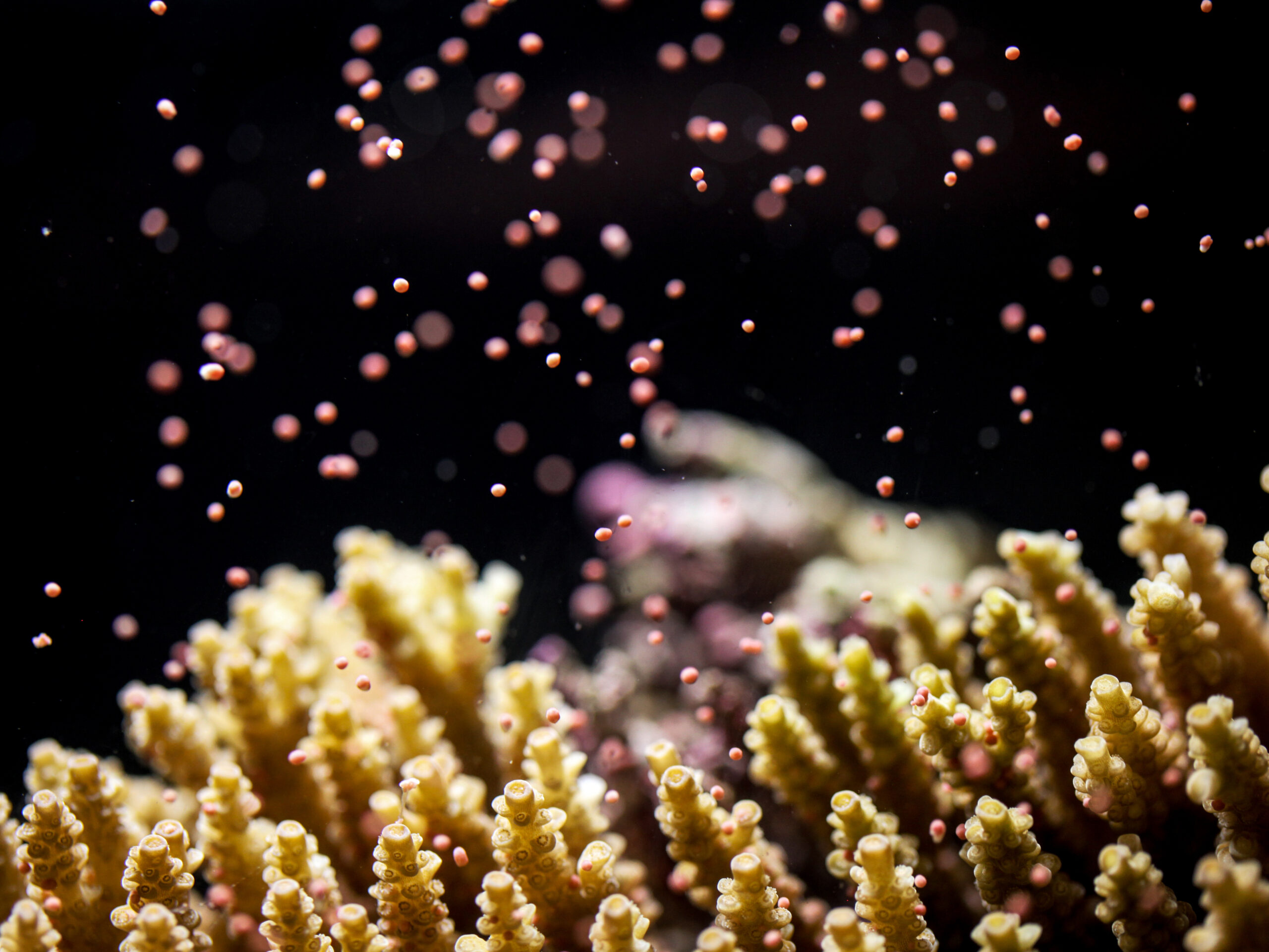 During spawning corals release their eggs and sperm, filling the water like confetti, which combine to create the next generation of reef builders.