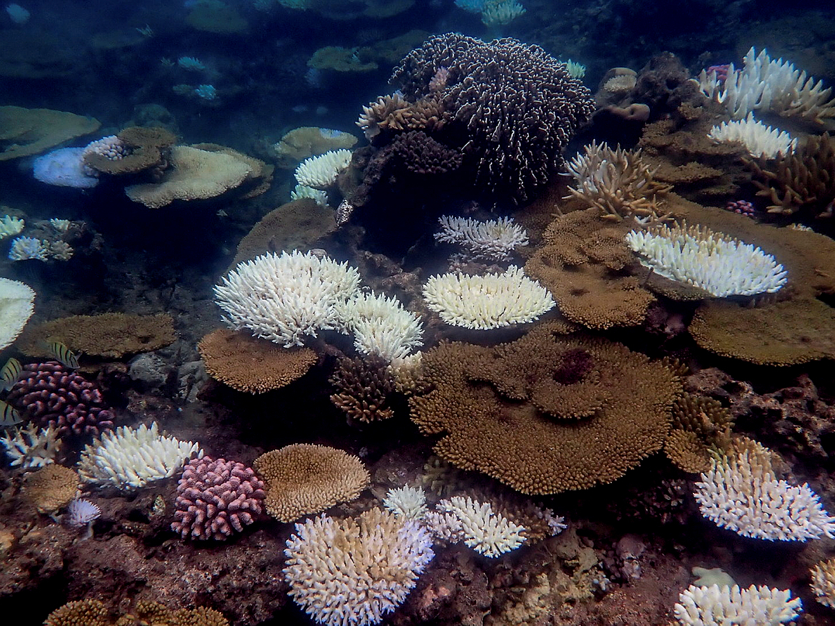 Record levels of heat in the ocean are causing a worldwide mass bleaching event on coral reefs, as seen here on the Great Barrier Reef. Scientists are working on creating more heat-resistant coral to help restore reefs.