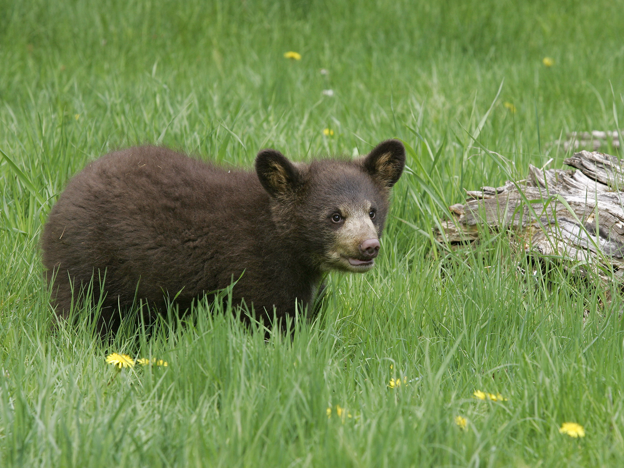 A black bear cub is pictured at Triple D Game Farm in Kalispell, Mont., in 2005.