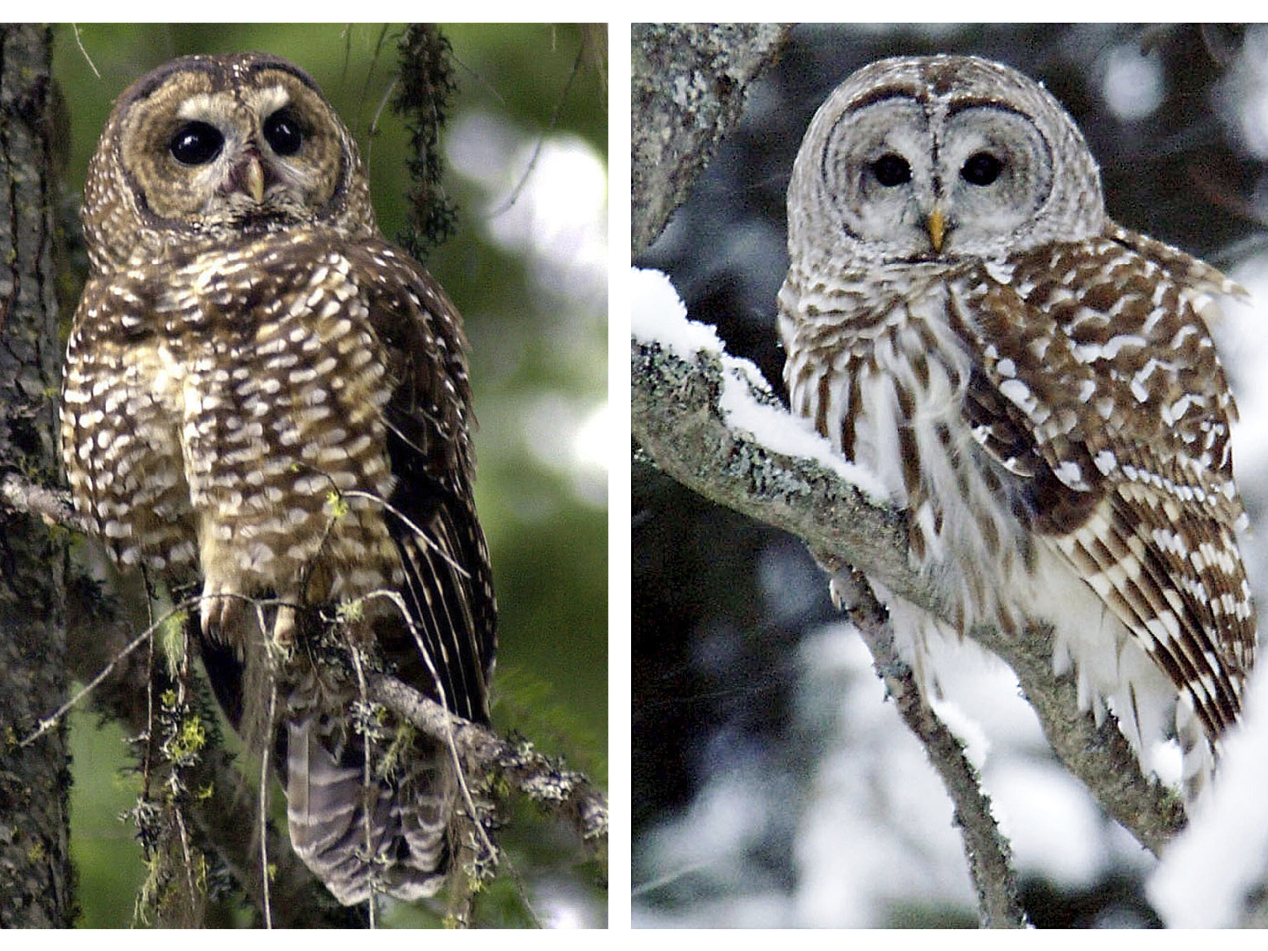 This combination of 2003 and 2006 photos shows a northern spotted owl, left, in the Deschutes National Forest near Camp Sherman, Ore., and a barred owl in East Burke, Vt.