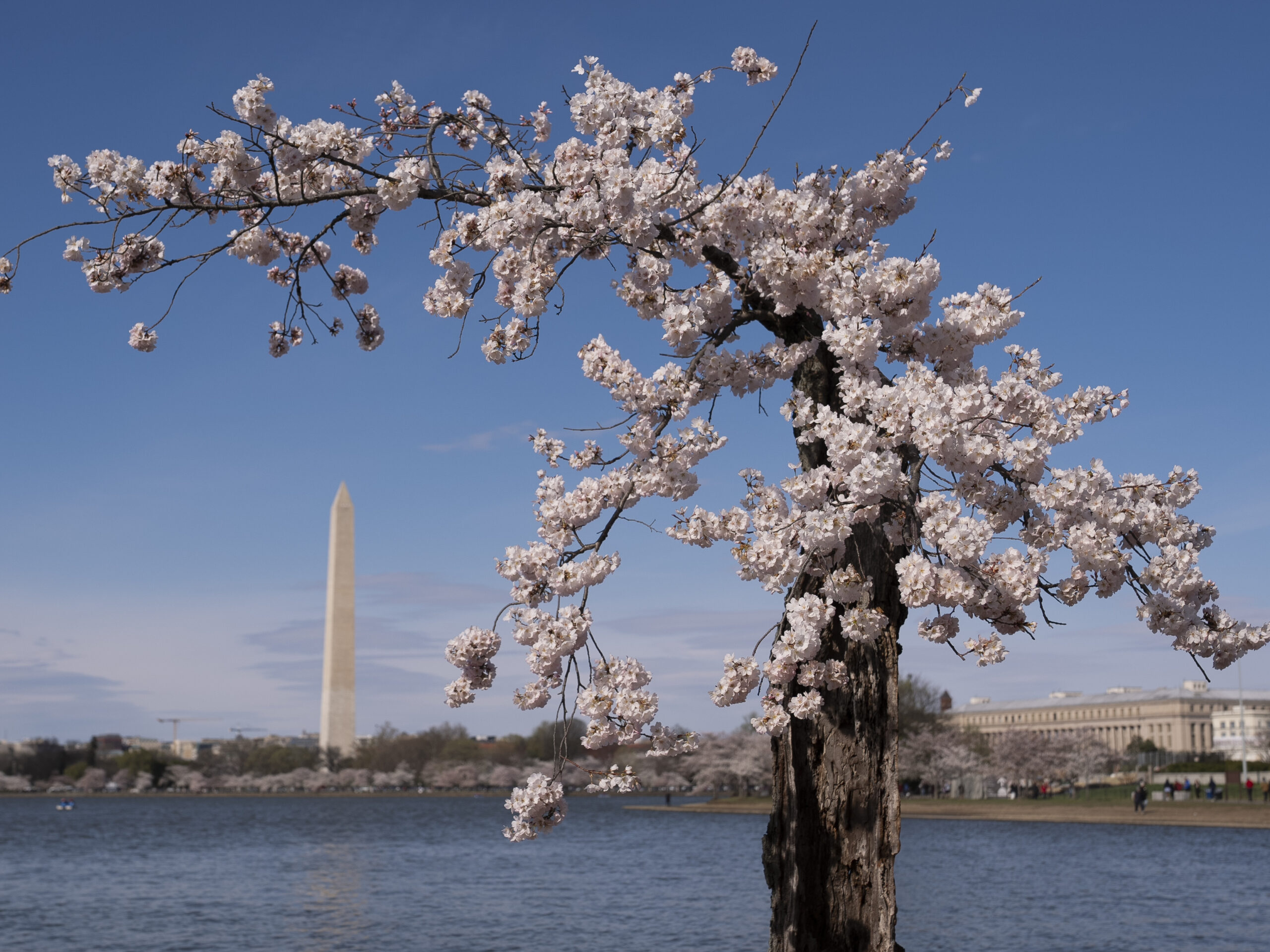 Japan will give new cherry trees to replace those lost in D.C. construction
