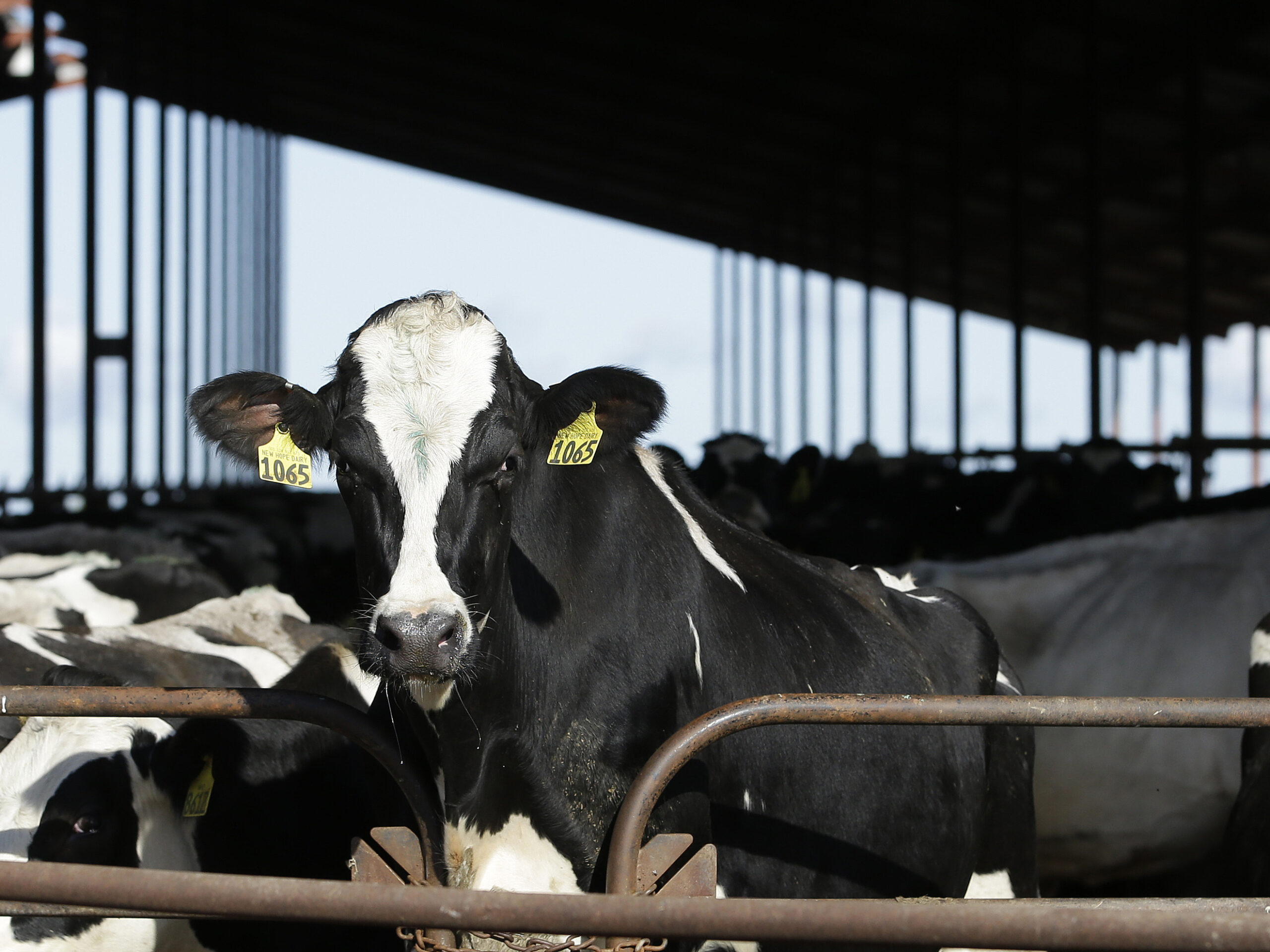 The U.S. Food and Drug Administration said Tuesday, April 23, 2024, that samples of pasteurized milk had tested positive for remnants of the bird flu virus that has infected dairy cows.