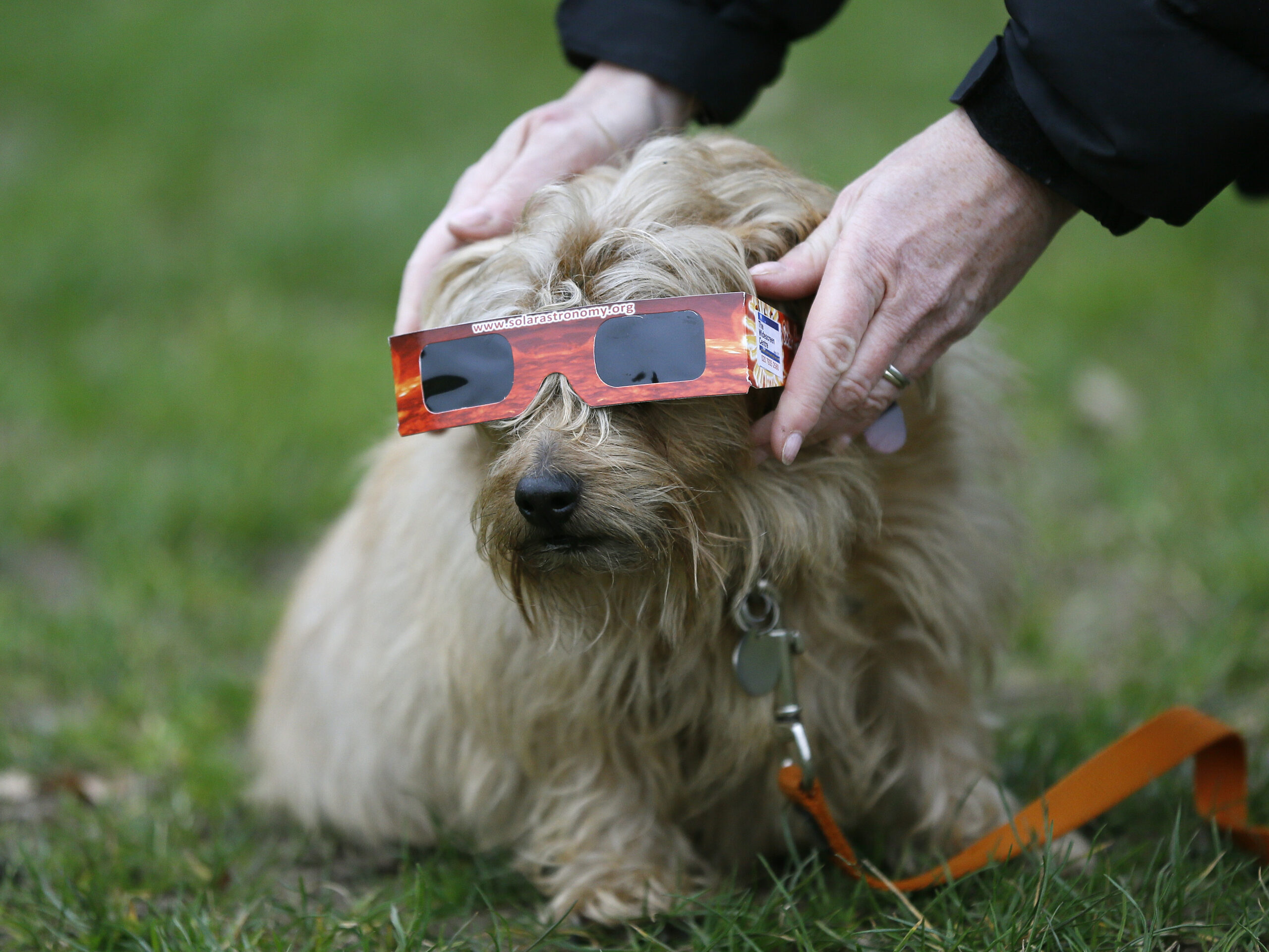 How to keep pets safe during the solar eclipse, whether at home or on the road