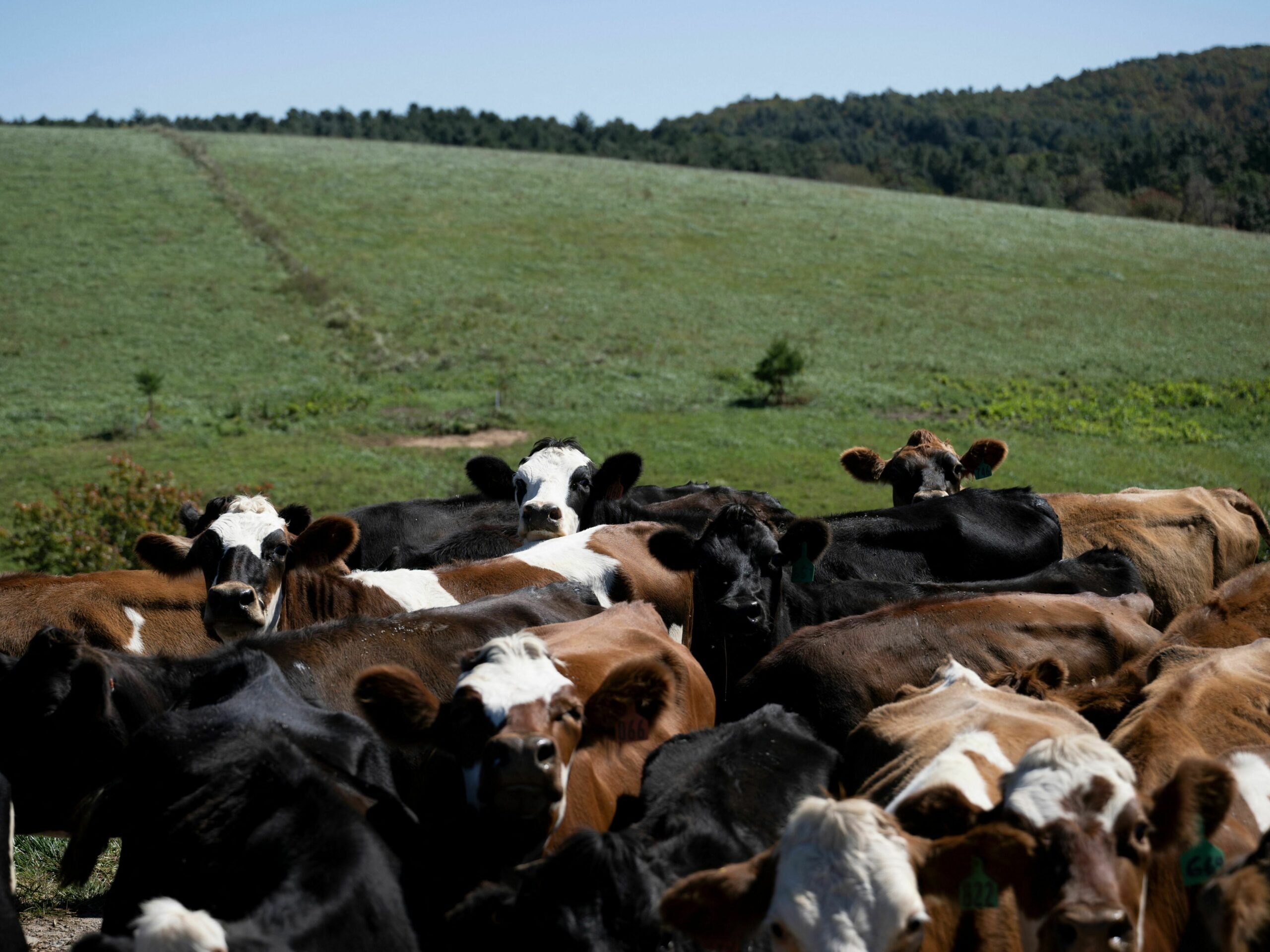 Cows are seen on a dairy farm in Virginia on October 5, 2022.