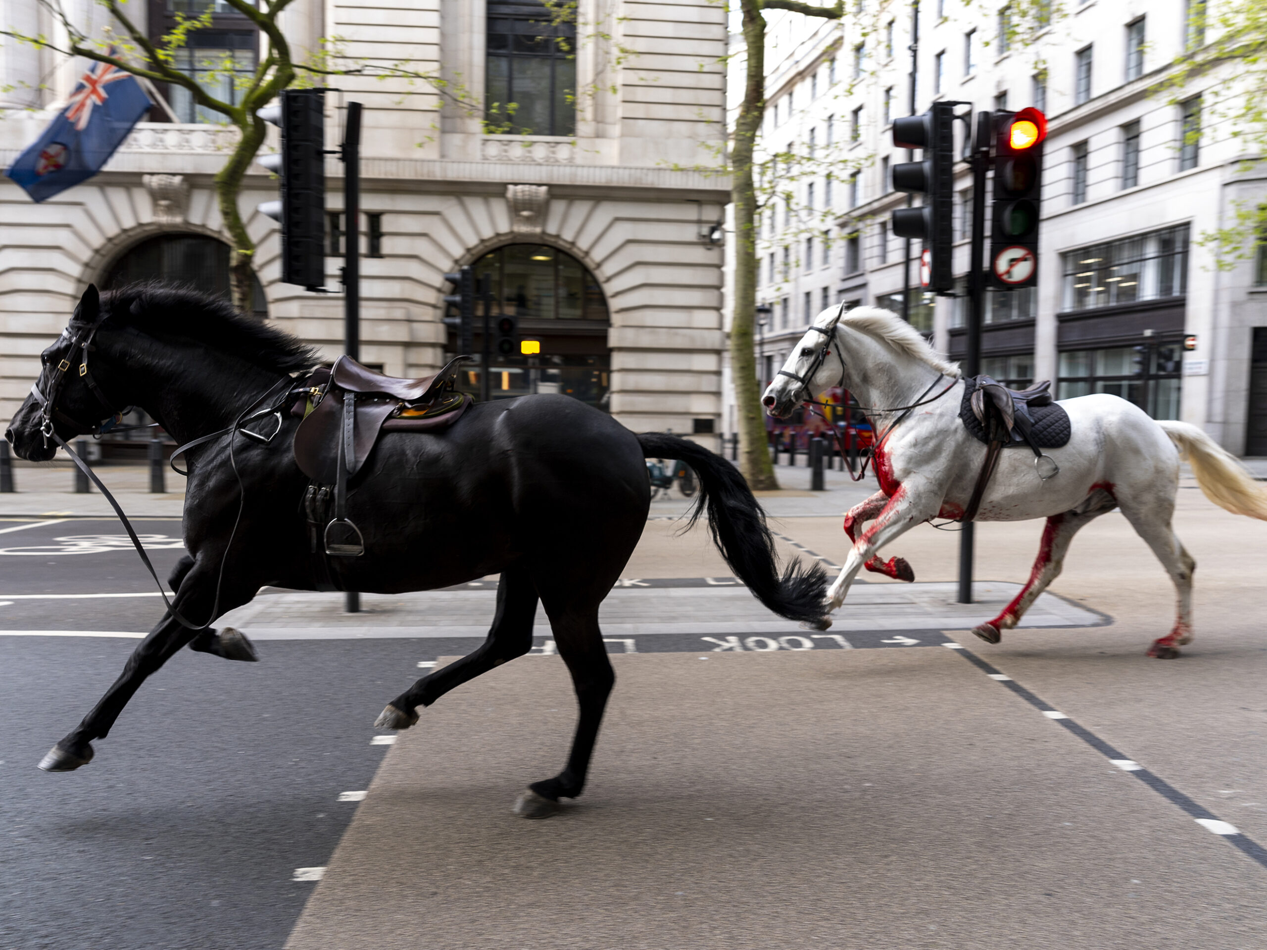 Two horses bolt through the streets of London near Aldwych on Wednesday.