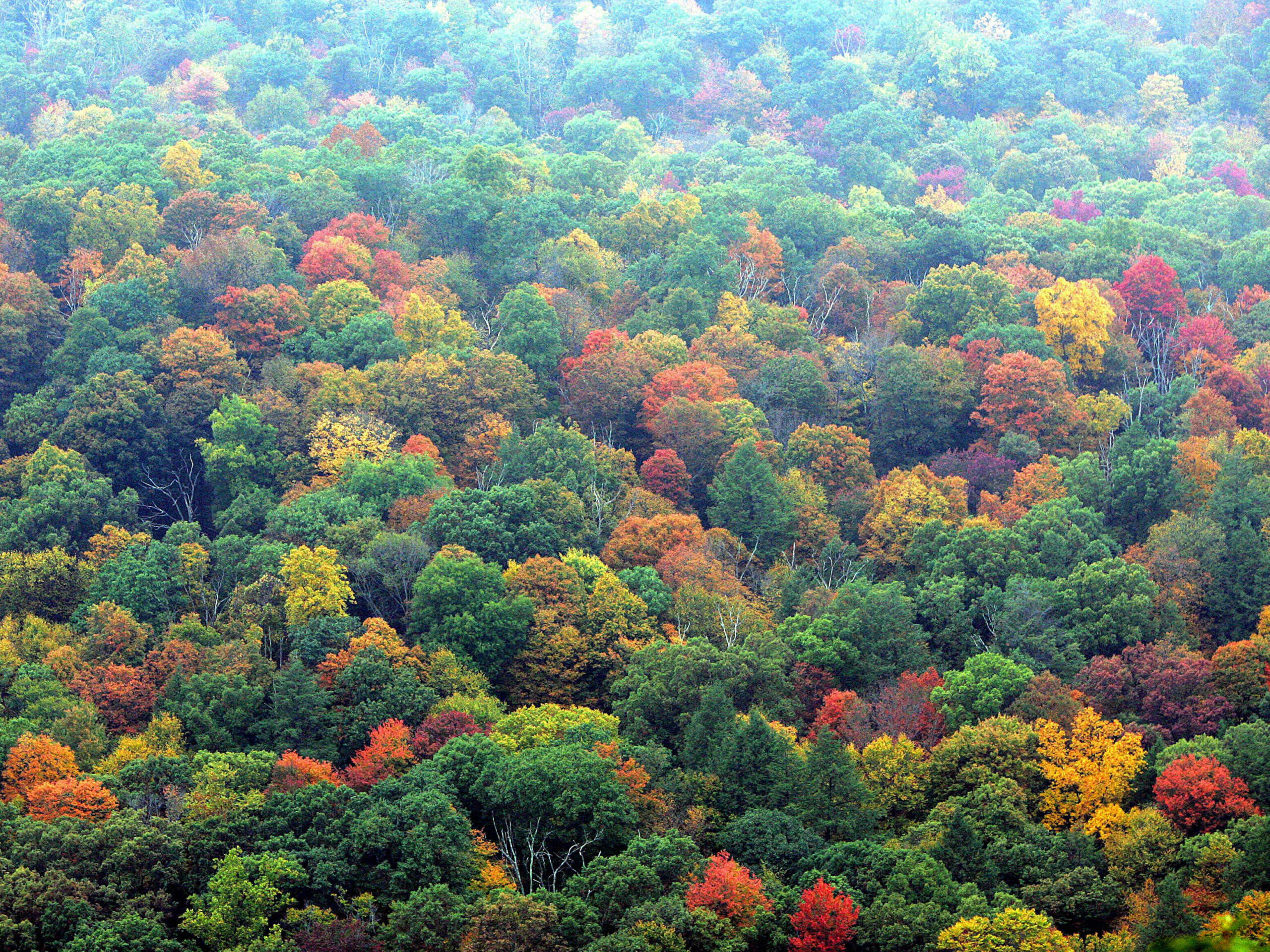Trees change color in New York's Bear Mountain State Park.