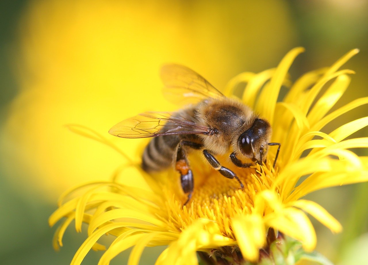 Honey bee on dandelion flower.