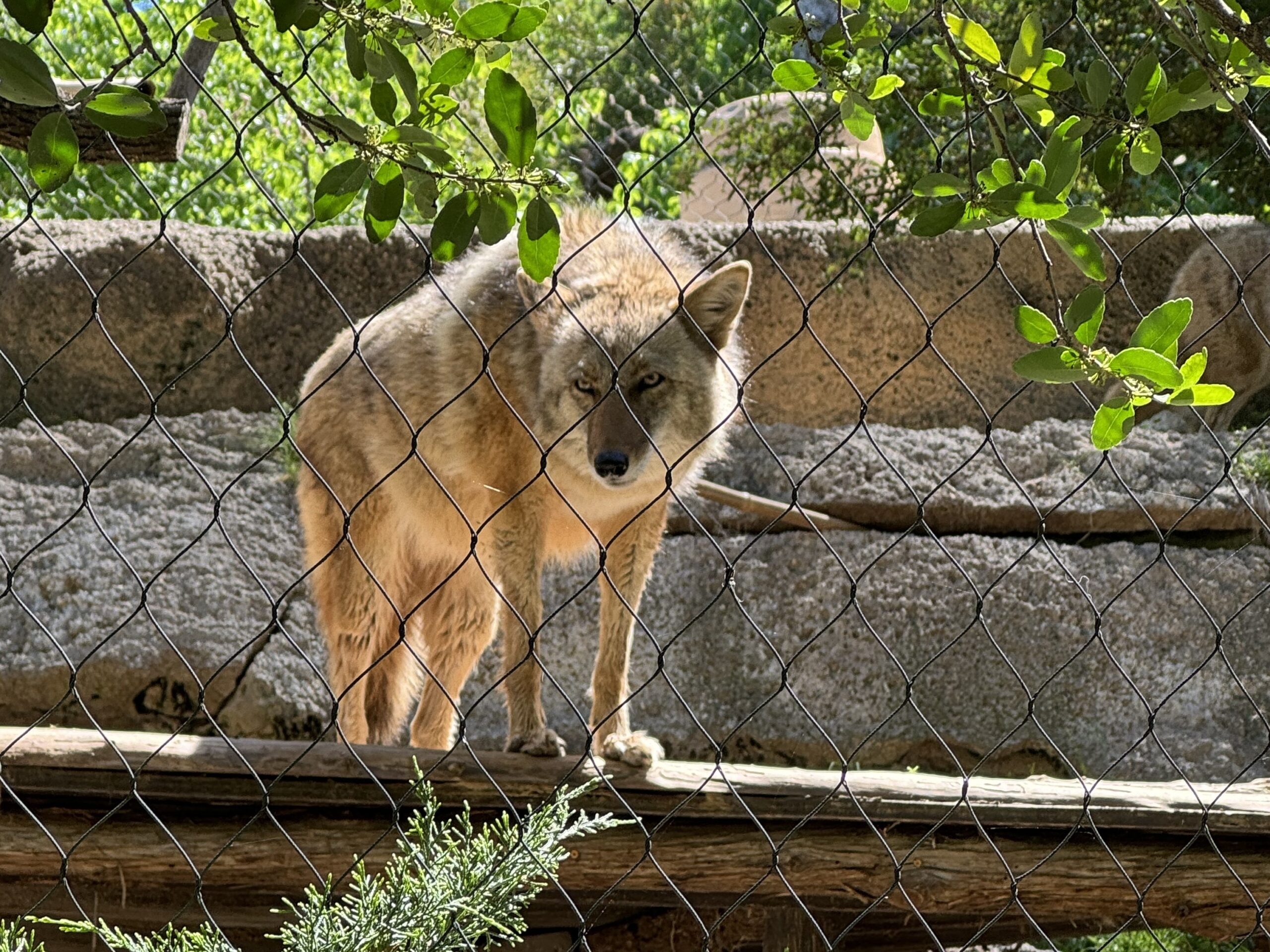 A coyote at the Fort Worth Zoo is photographed in the hours leading up to the April 8 total solar eclipse.