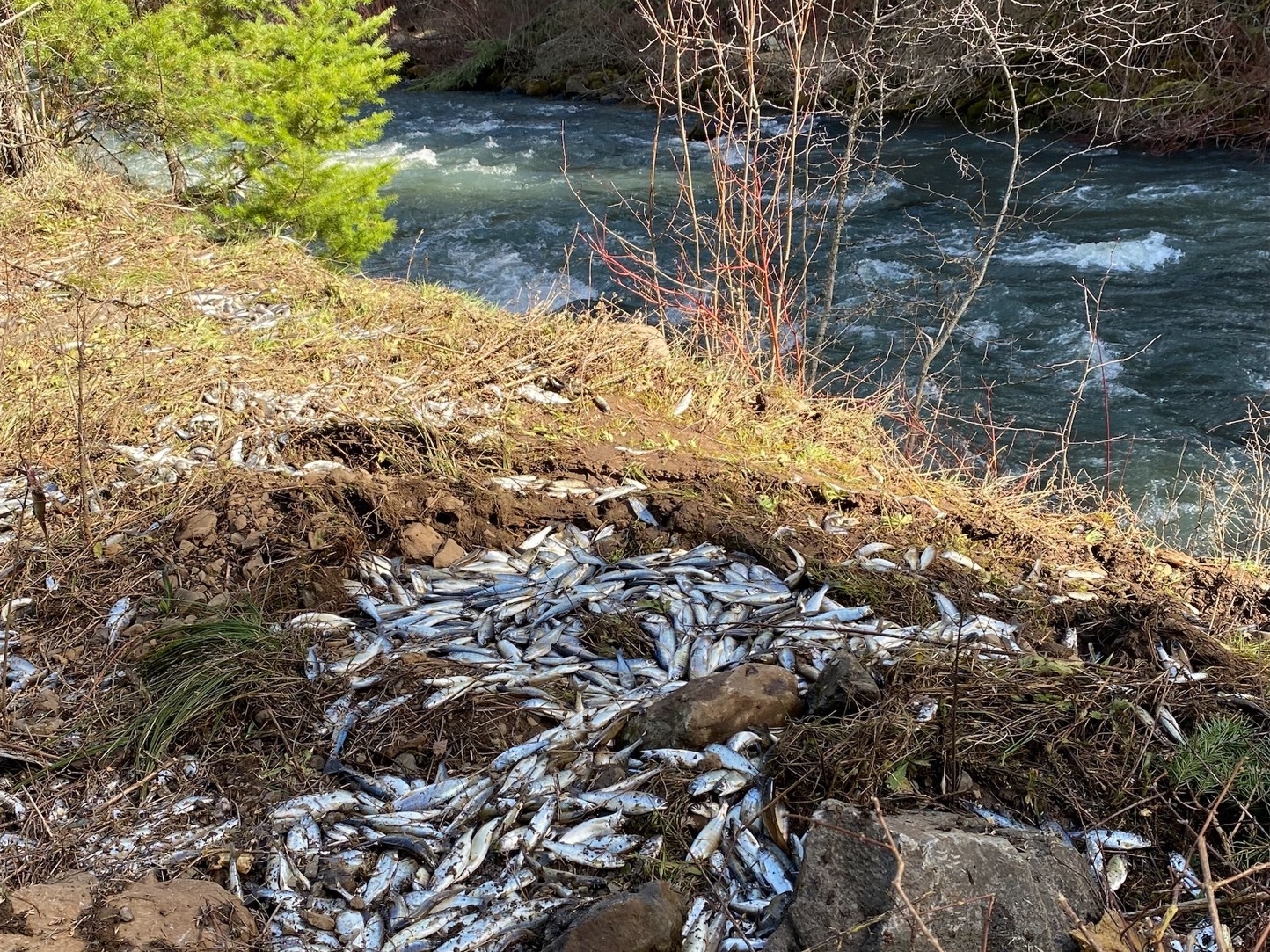 Thousands of young salmon died after the truck crash, unable to reach nearby Lookingglass Creek in northeast Oregon.