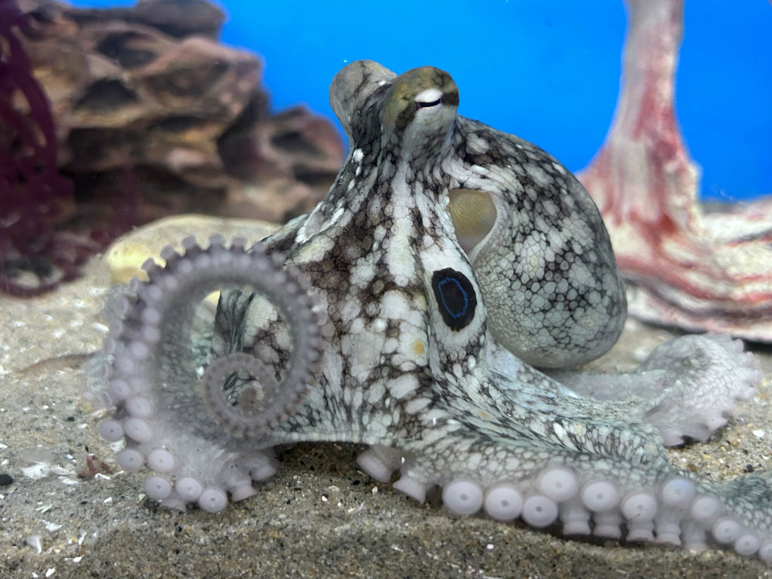 Terrance the octopus came to live with a family. Then she laid dozens of eggs