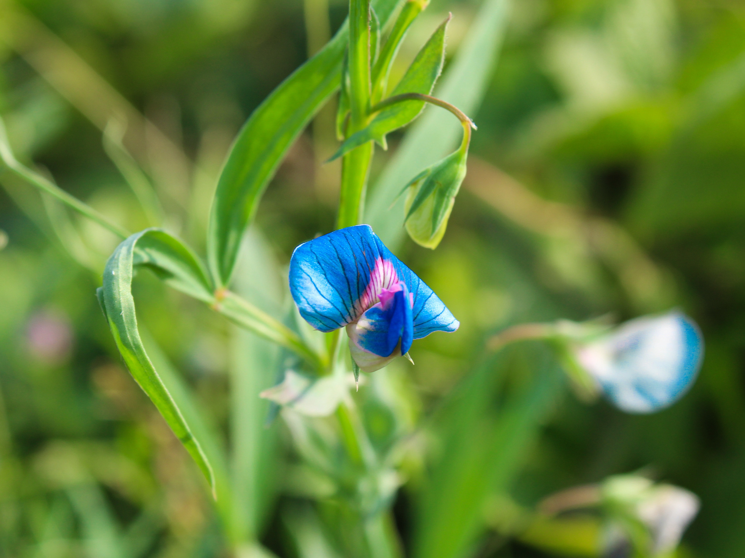The grass pea — Lathyrus sativus — is hardy and drought resistant. It takes like a sugar snap pea, delicious, although if that's all you were to eat its natural toxin could make you sick. But breeders might be able to address that issue.