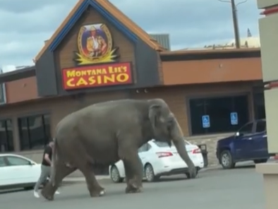 A screenshot of a video from the website Storyful shows an elephant walking through Butte, Mont., after escaping from a nearby circus on Tuesday.